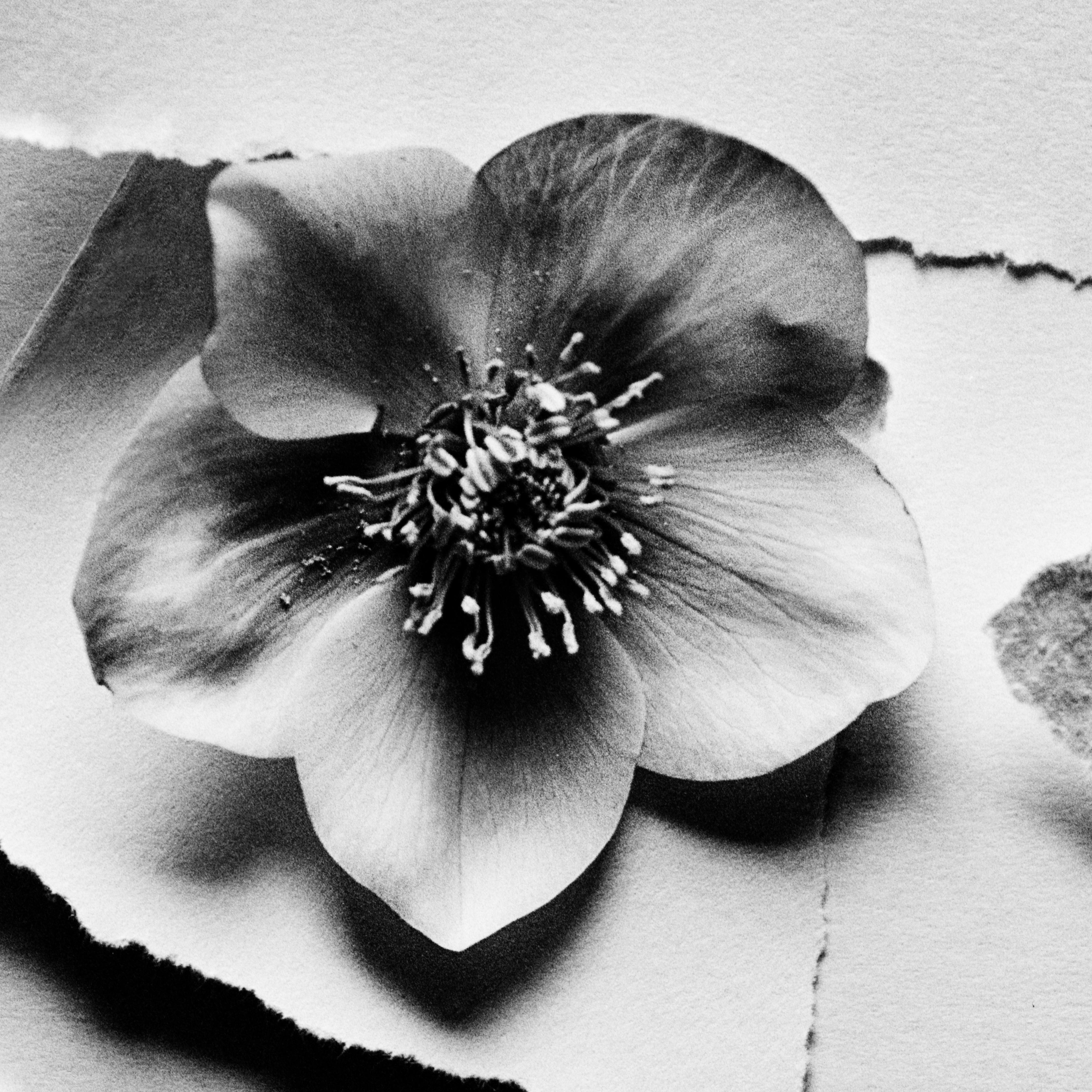 Schwarz Hellebore – analoge Schwarz-Weiß-Blumenfotografie in Schwarz-Weiß (Zeitgenössisch), Photograph, von Ugne Pouwell