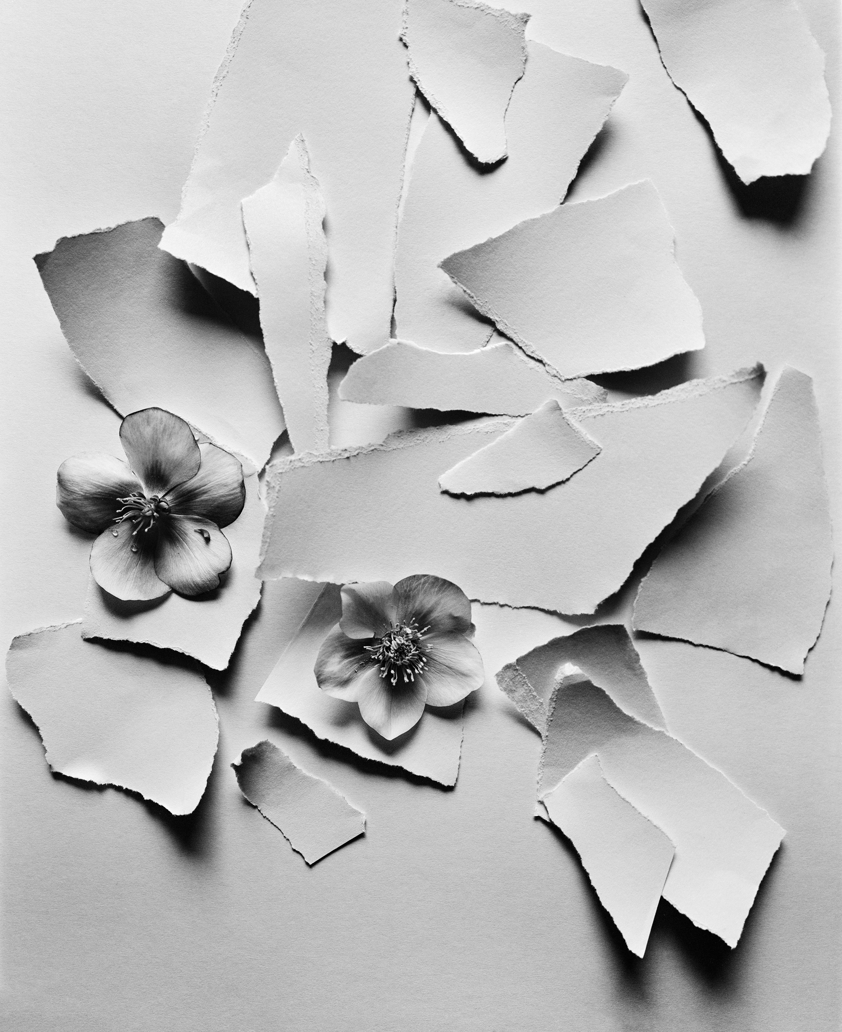 Ugne Pouwell Black and White Photograph – Schwarz Hellebore – analoge Schwarz-Weiß-Blumenfotografie in Schwarz-Weiß