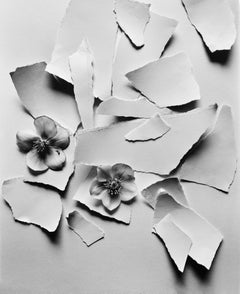 Black Hellebore - analogue black and white floral photography