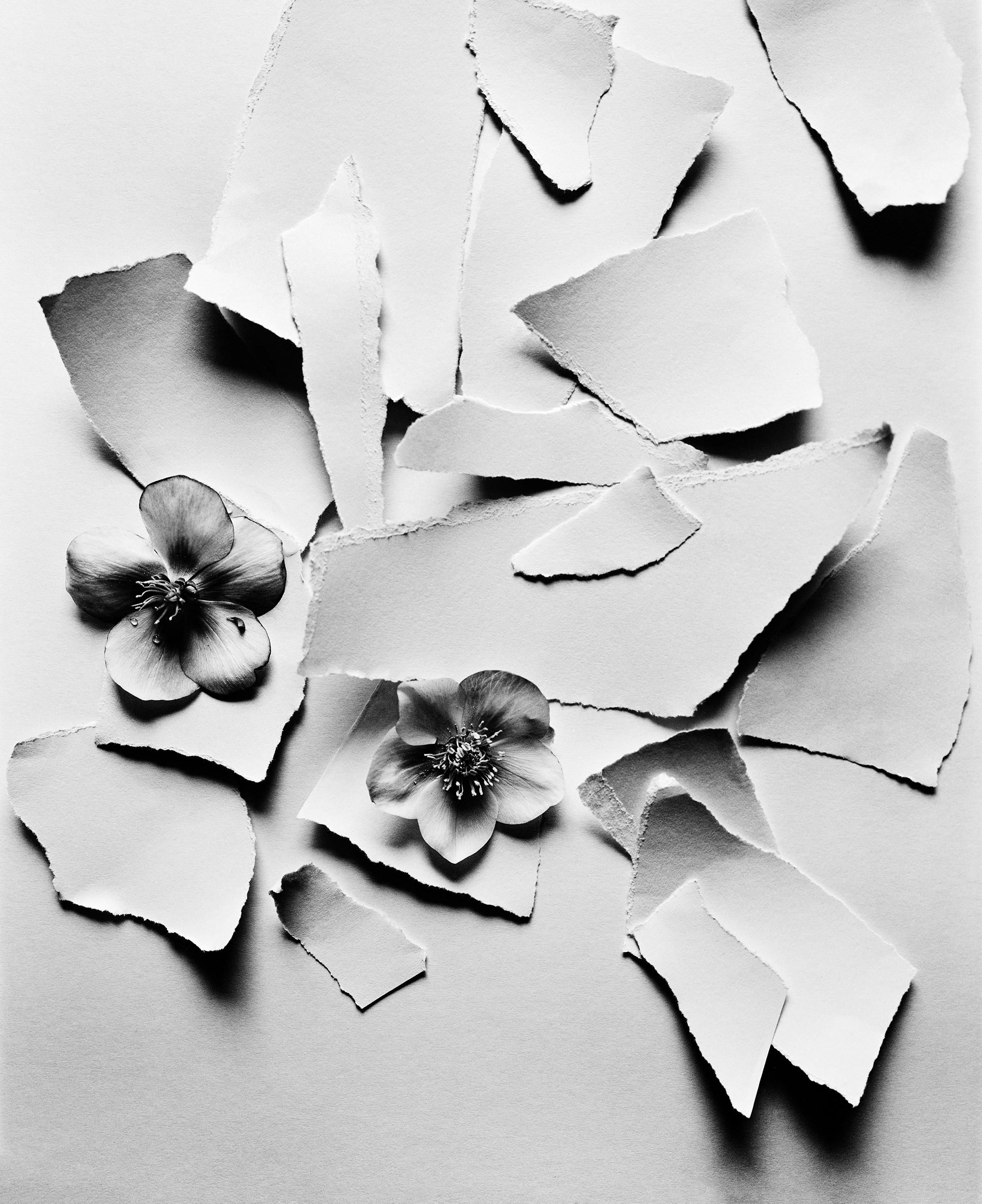 Ugne Pouwell Black and White Photograph – Schwarz Hellebore – analoge Schwarz-Weiß-Blumenfotografie in Schwarz-Weiß