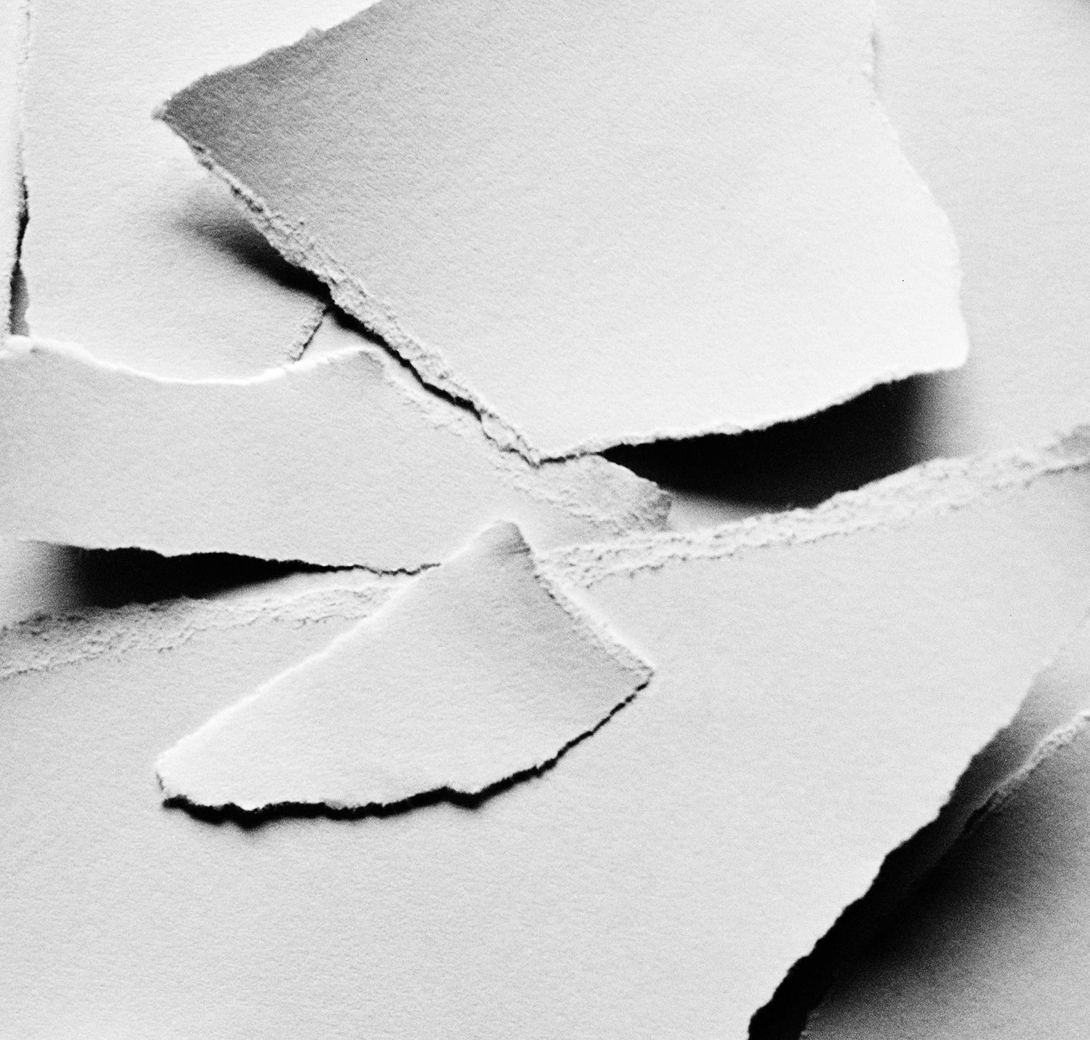 Heléboro negro - fotografía floral en blanco y negro, Edición limitada de 10 ejemplares - Still-Life Photograph Gris de Ugne Pouwell