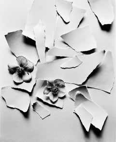 Black Hellebore - black and white floral photography, Limited edition of 10
