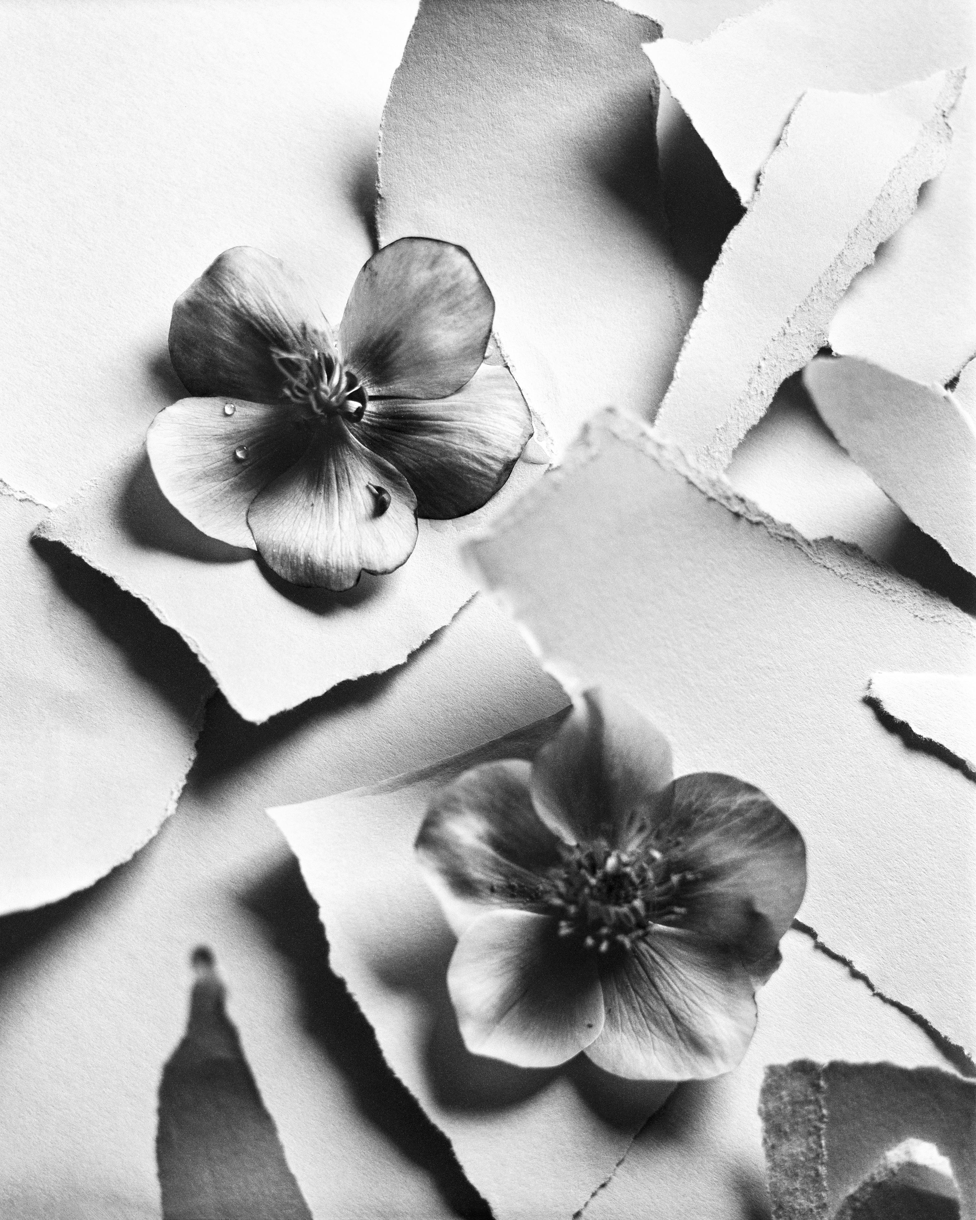 Ugne Pouwell Still-Life Photograph – Schwarze Hellebore Nr.2 – analoge Schwarz-Weiß-Blumenfotografie in Schwarz