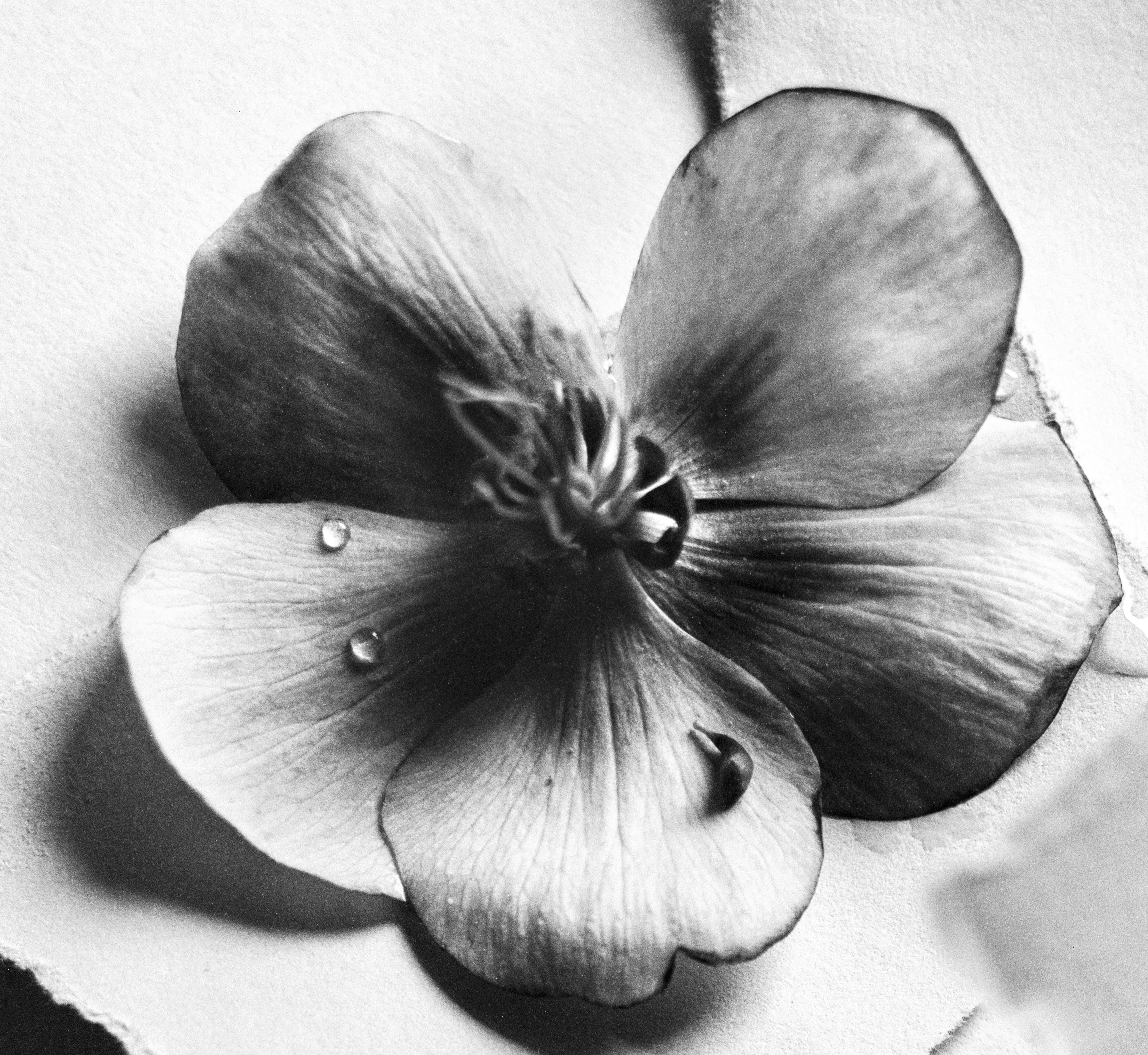 Black Hellebore No.2 - black and white floral photography, Limited edition 10 - Photograph by Ugne Pouwell