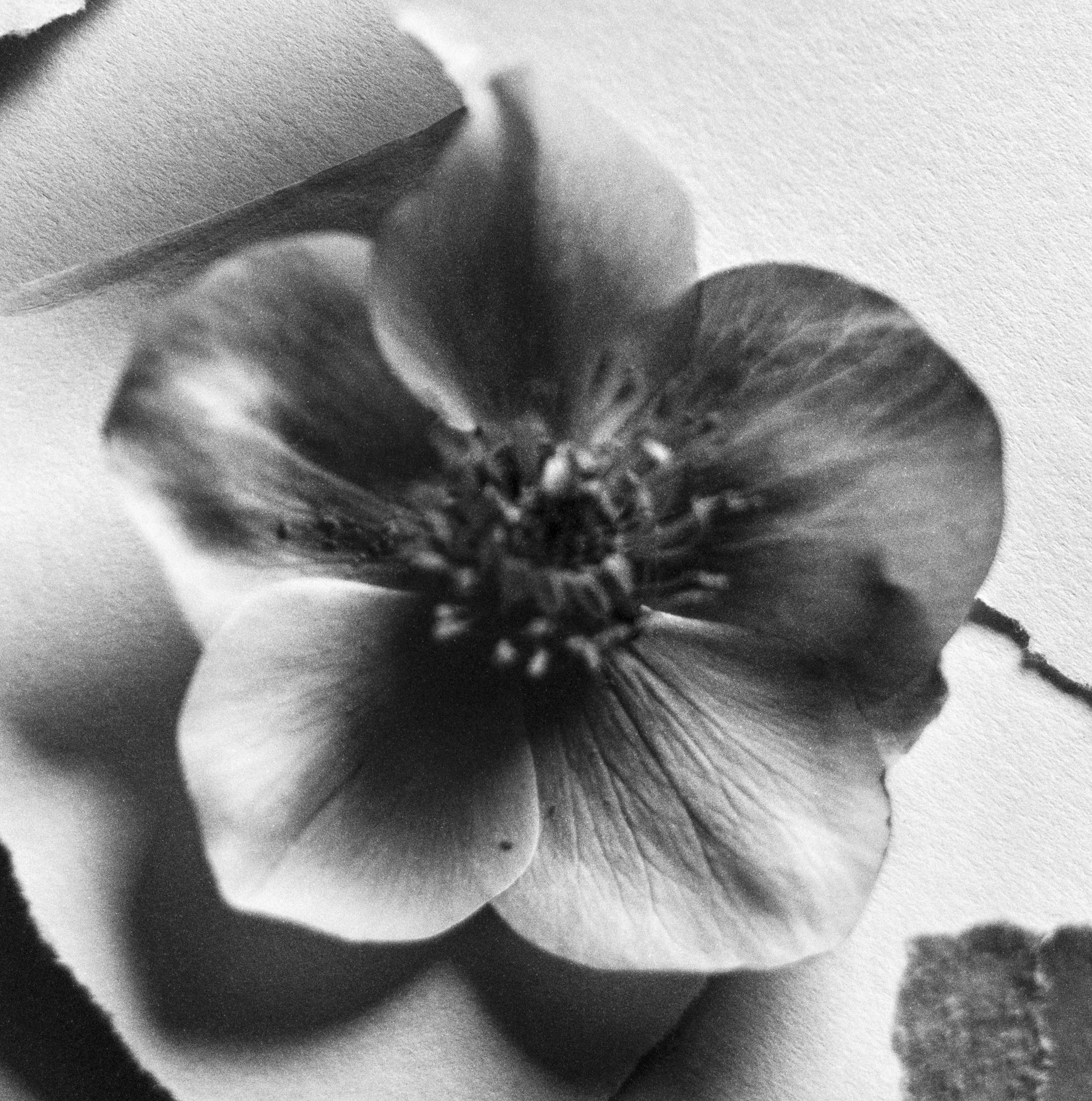 Black Hellebore No.2 - black and white floral photography, Limited edition 10 - Contemporary Photograph by Ugne Pouwell