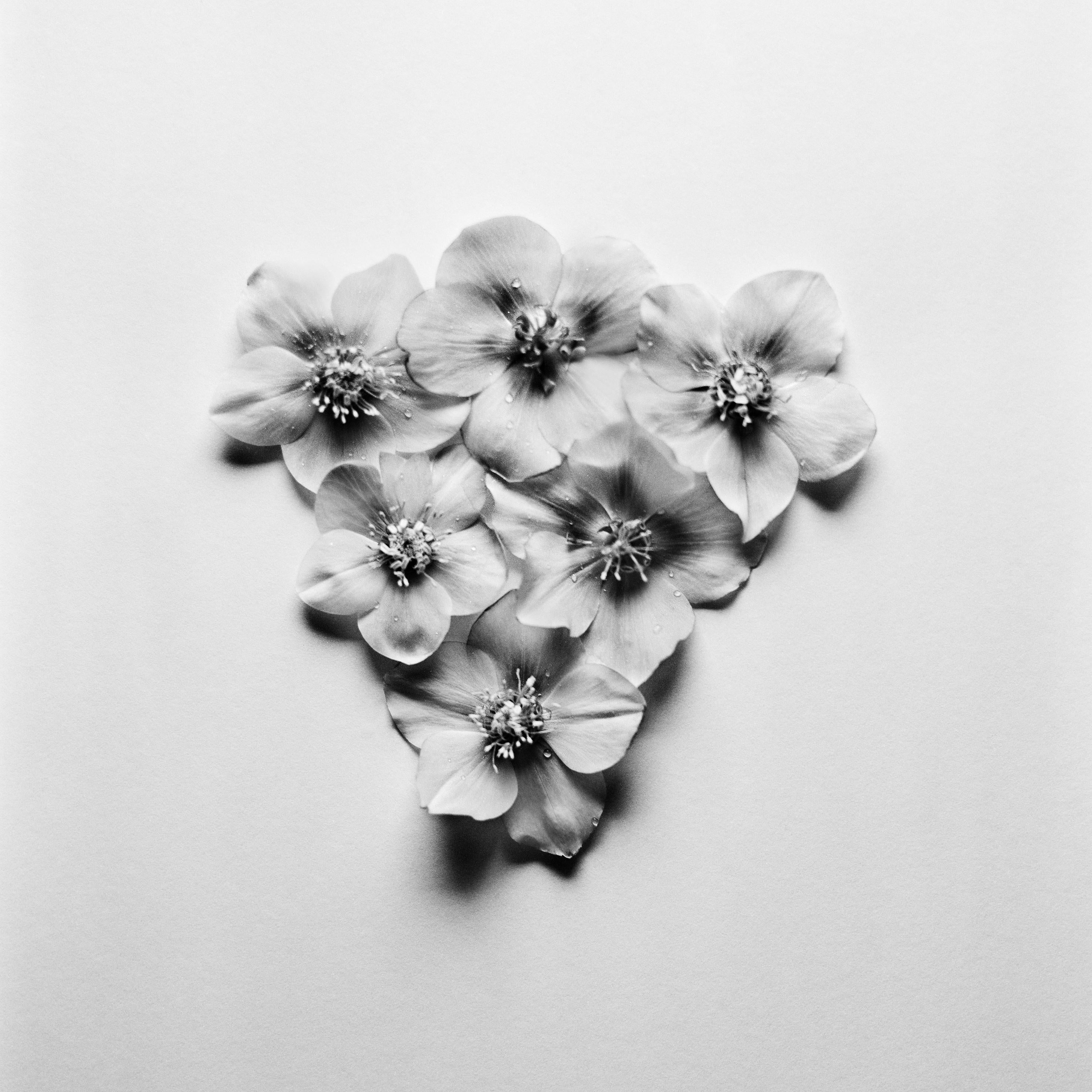 Schwarze Hellebore Nr.3 – analoge Schwarz-Weiß-Blumenfotografie in Schwarz – Photograph von Ugne Pouwell