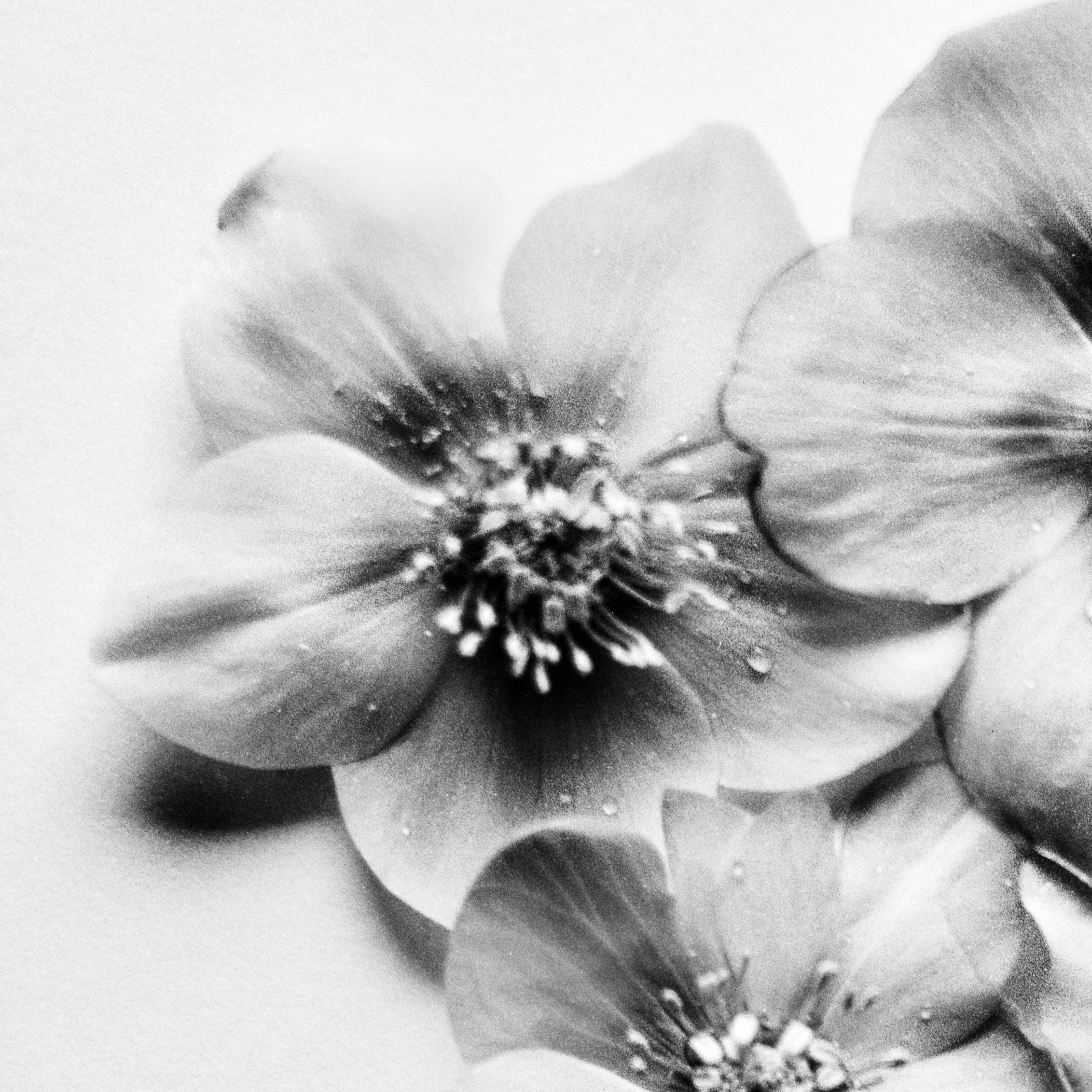 Black Hellebore No.3 - black and white floral photography, Limited edition 10 - Photograph by Ugne Pouwell