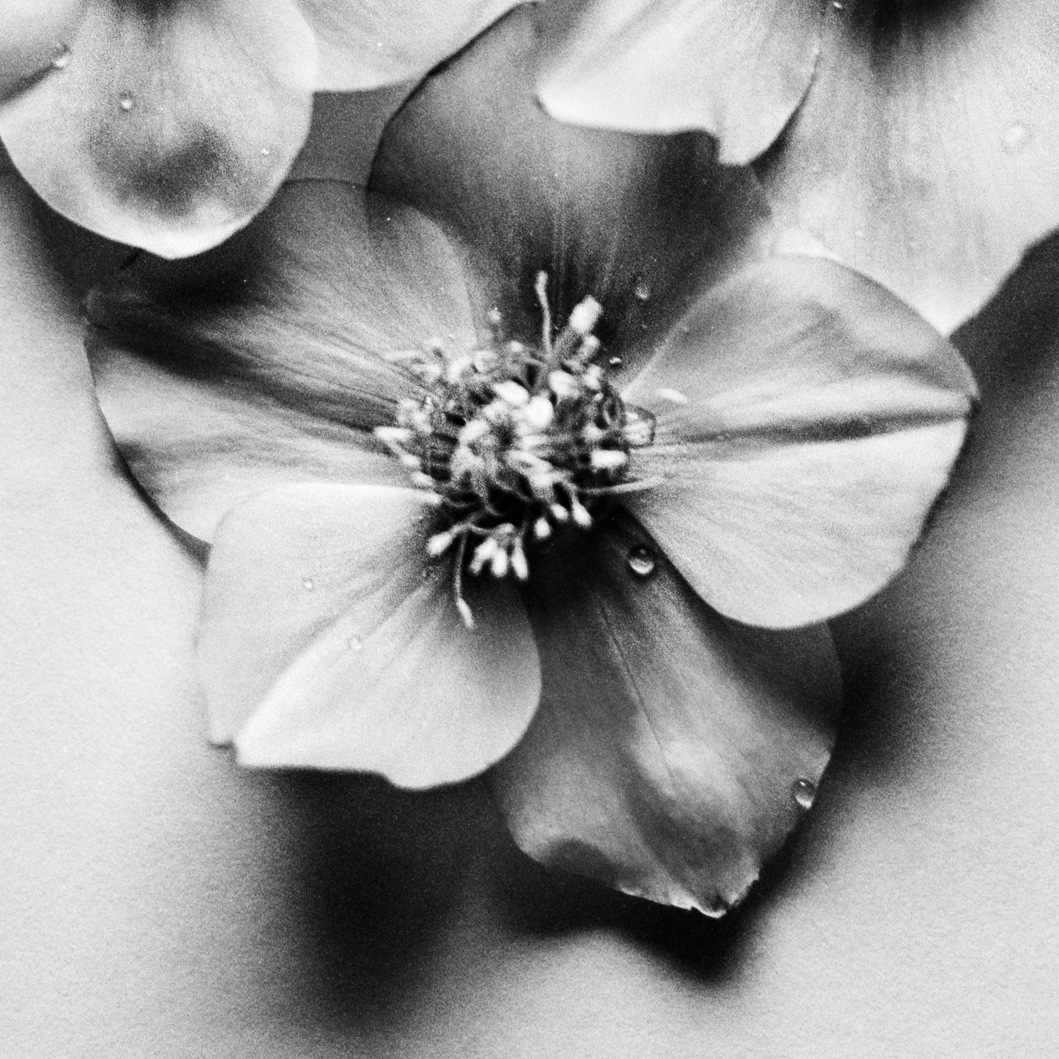 Black Hellebore No.3 - black and white floral photography, Limited edition 10 - Contemporary Photograph by Ugne Pouwell