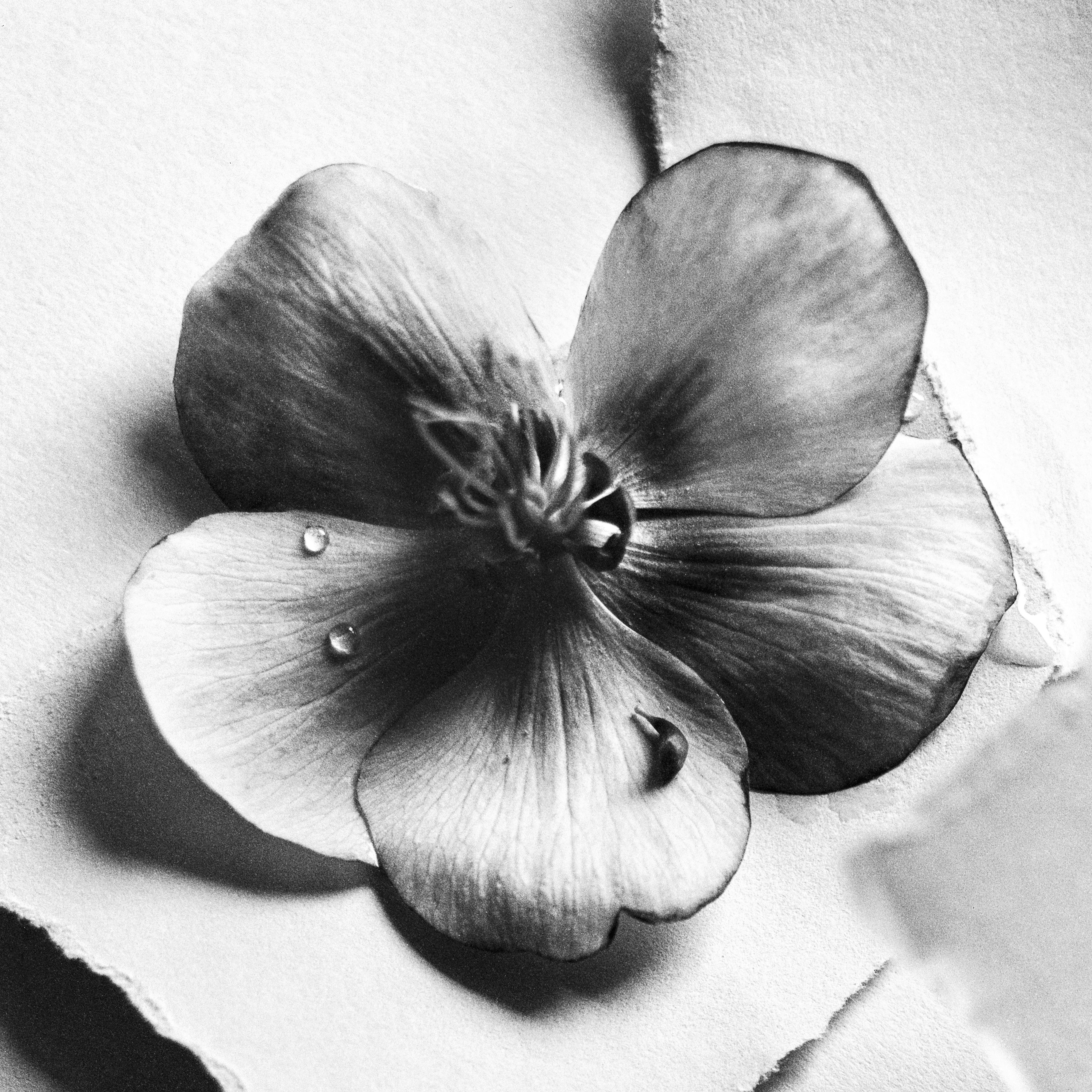 Ugne Pouwell Black and White Photograph - Black Hellebore No.4 - black and white floral photography, Limited edition 20