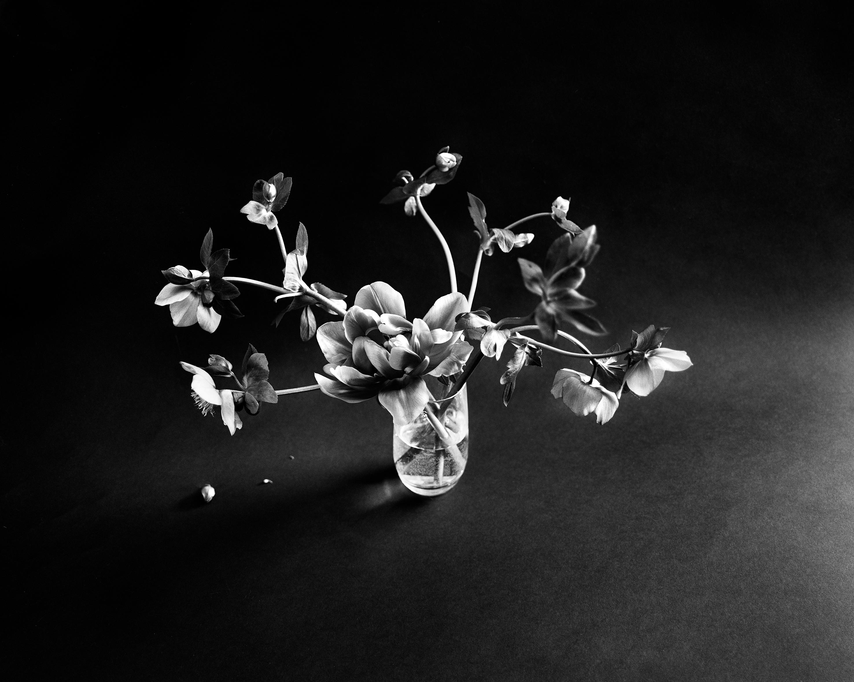 Schwarzer Hellebore auf Schwarz - Blumenfotografie, limitierte Auflage von 20 Stück 