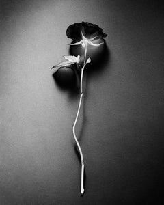 Black rose - Analogue black and white floral photography, edition of 20