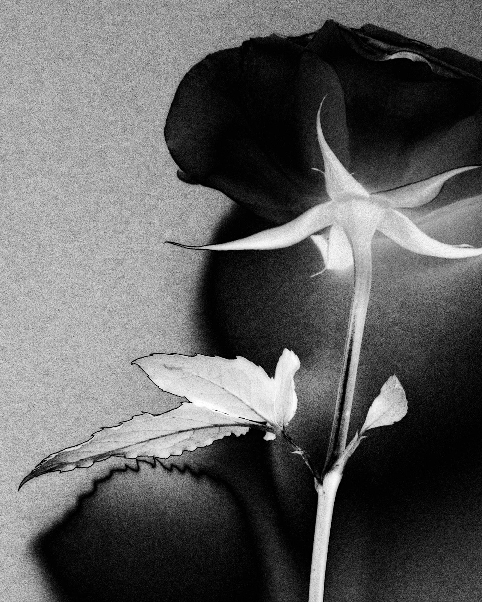 Black rose - analogue still-life photograph - Photograph by Ugne Pouwell
