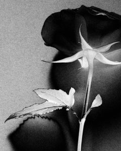 Rosa negra - fotografía analógica en blanco y negro, edición limitada de 10 ejemplares.