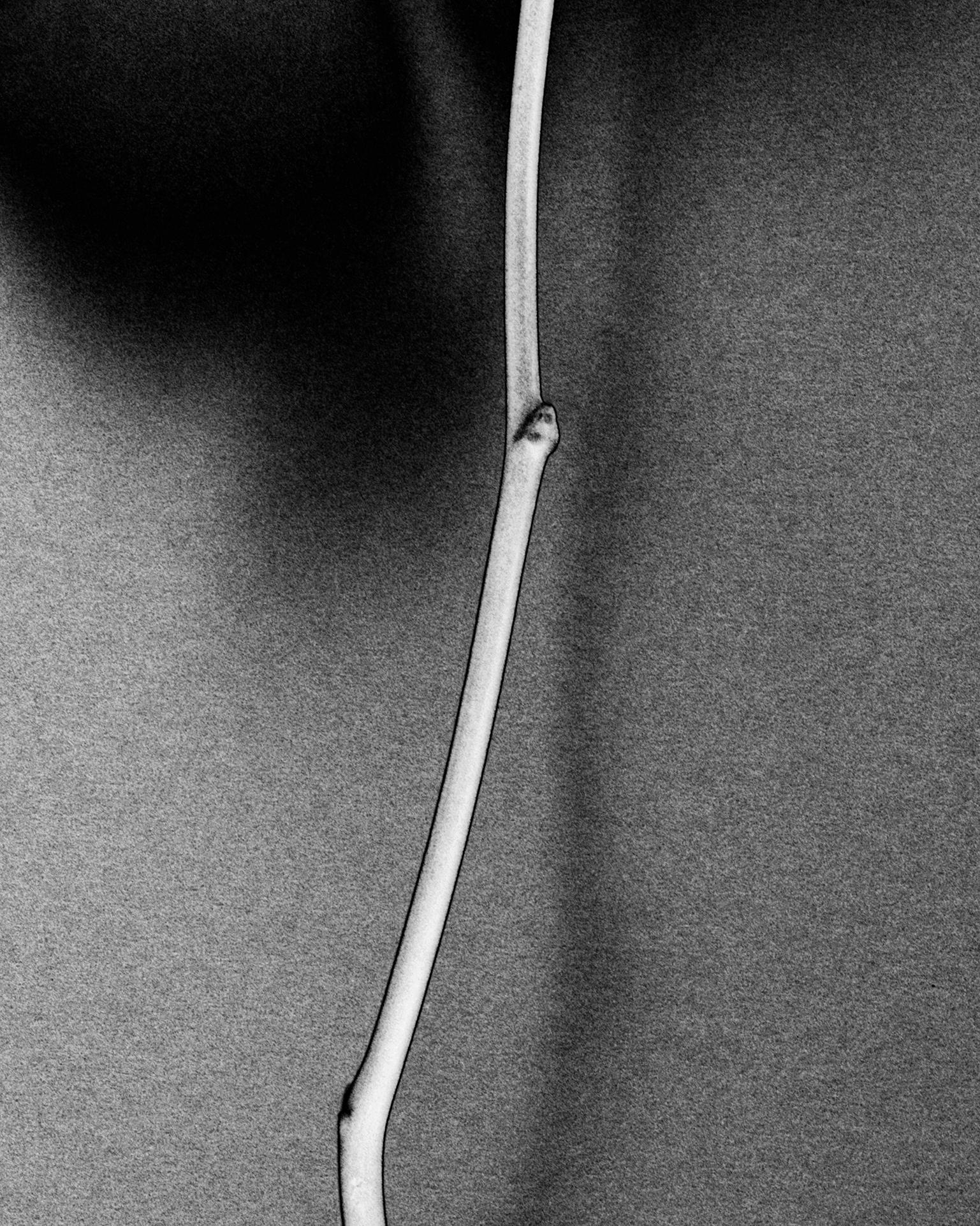 Black rose - fotografia analogica in bianco e nero, edizione limitata a 10 esemplari. - Photograph Contemporaneo di Ugne Pouwell