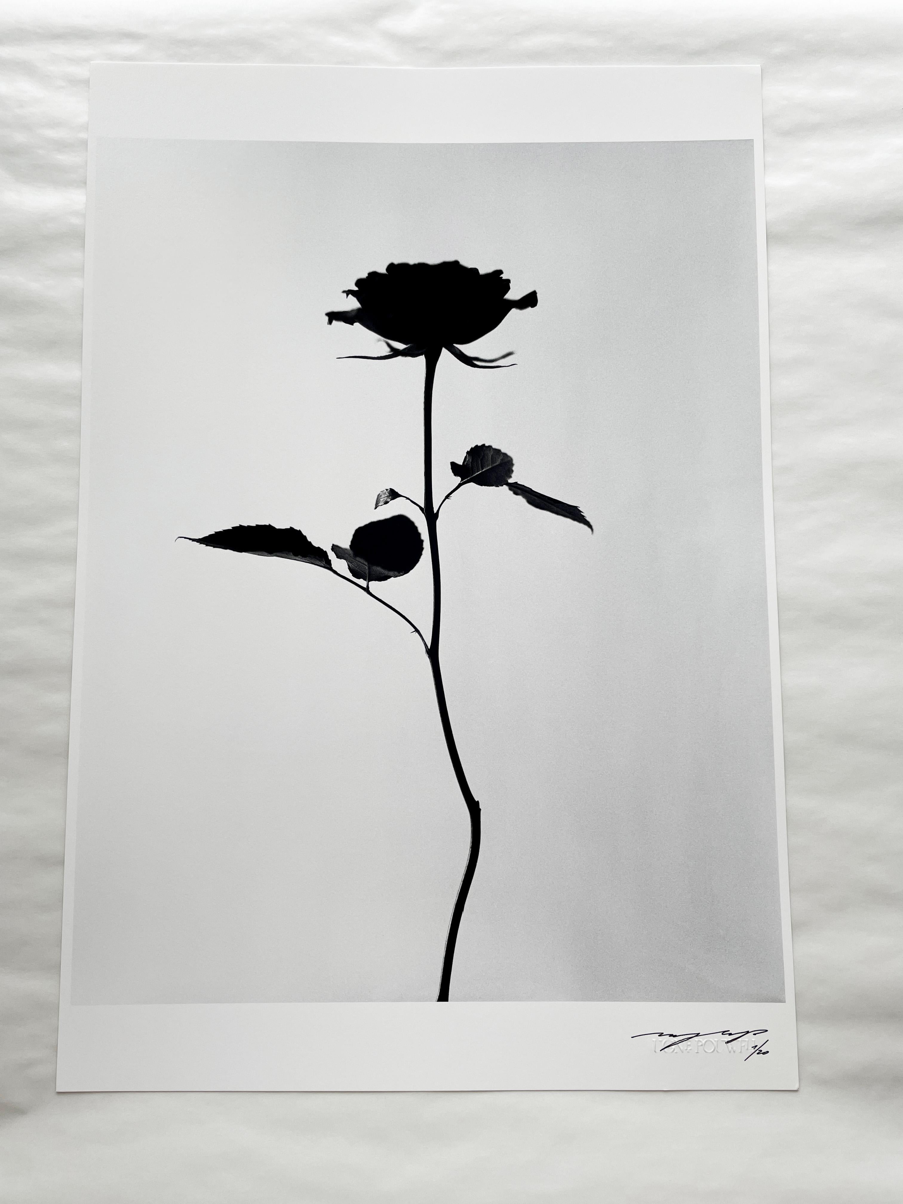 Schwarz-Weiß-Blumenfotografie „Black Rose“ – Schwarz-Weiß-Blumenfotografie in limitierter Auflage, 2 von 20 – Photograph von Ugne Pouwell