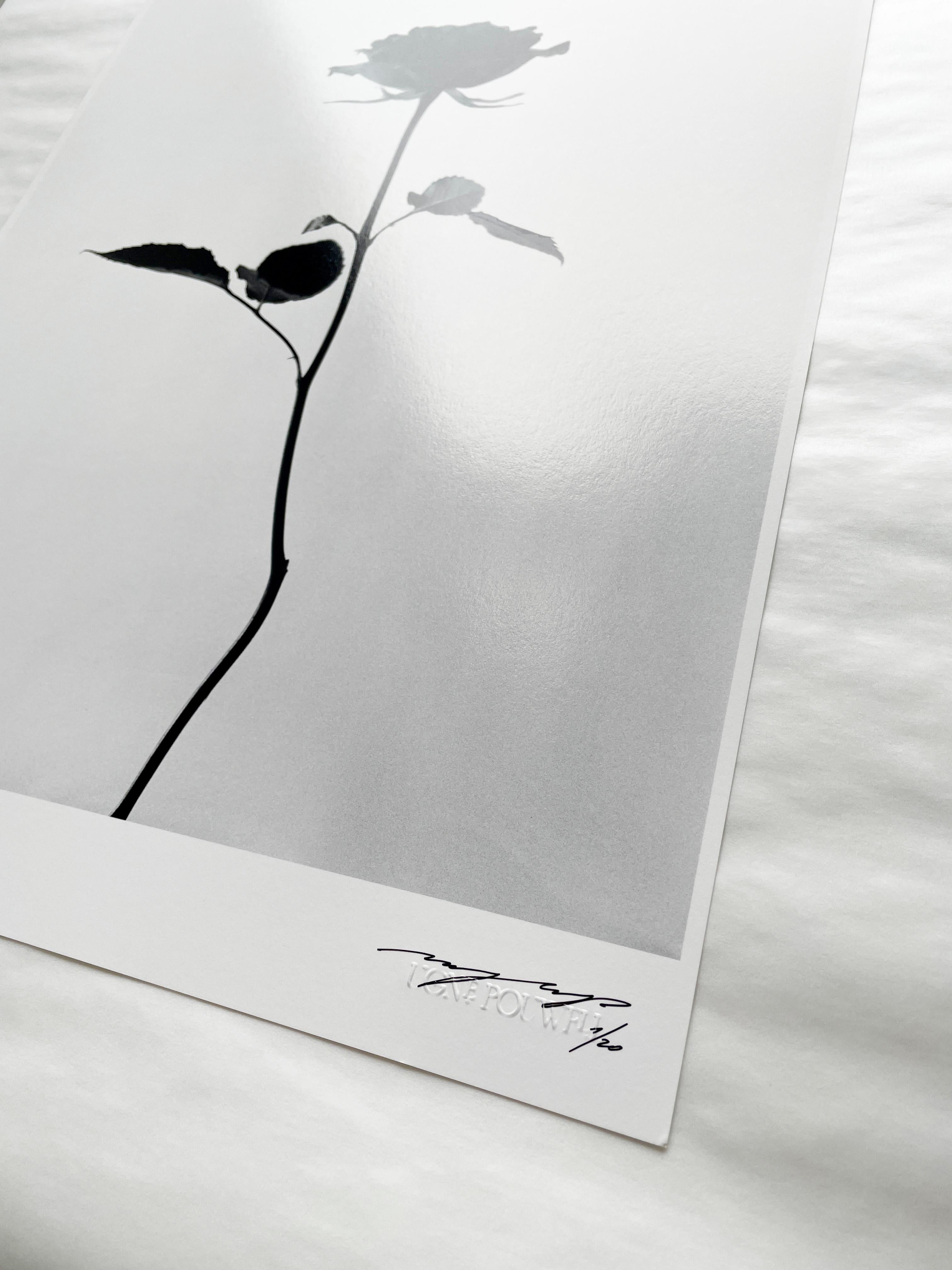 Schwarz-Weiß-Blumenfotografie „Black Rose“ – Schwarz-Weiß-Blumenfotografie in limitierter Auflage, 2 von 20 (Zeitgenössisch), Photograph, von Ugne Pouwell