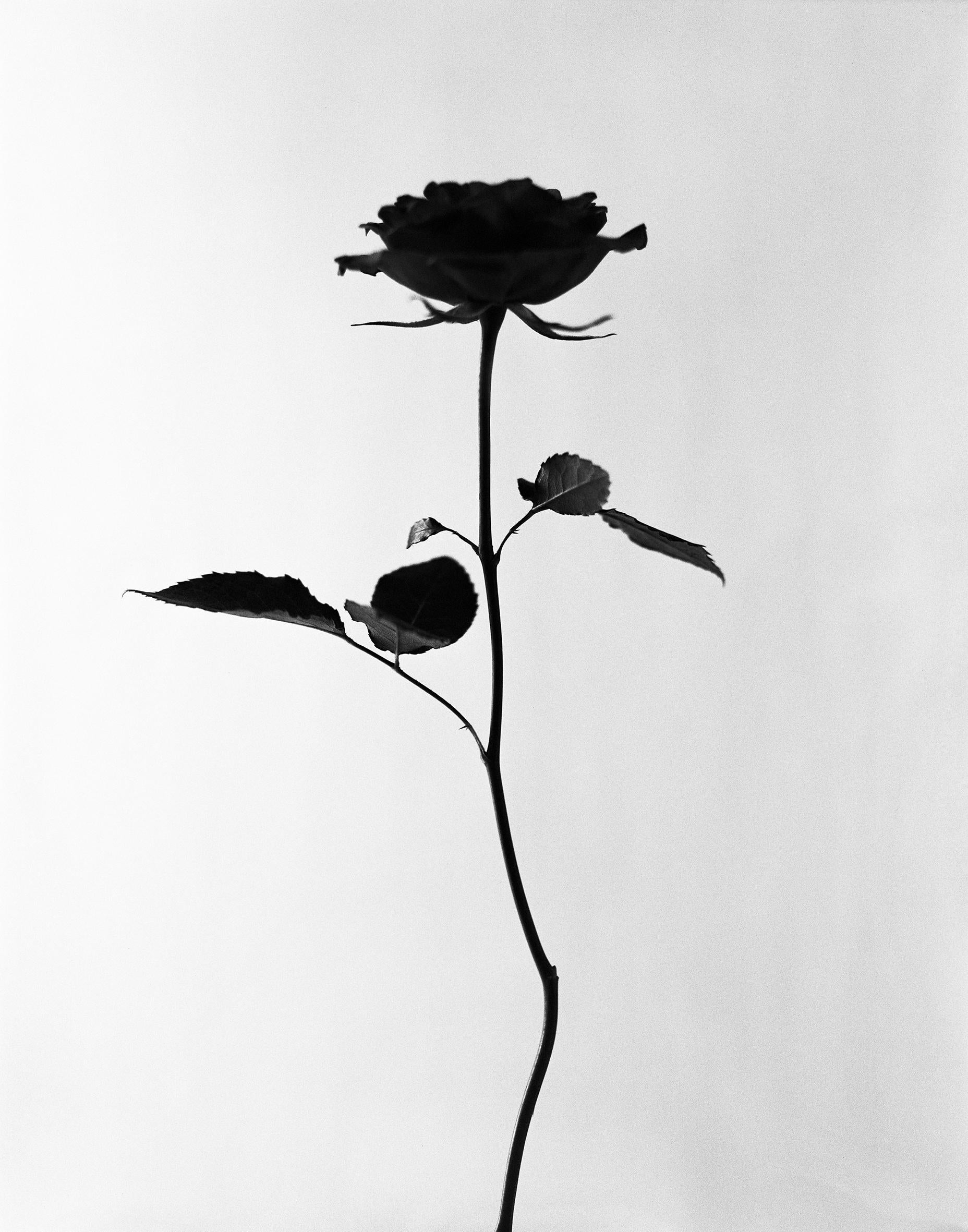 Ugne Pouwell Still-Life Photograph – Schwarz-Weiß-Blumenfotografie „Black Rose“ – schwarz-weiße Blumenfotografie, limitierte Auflage von 20 Stück