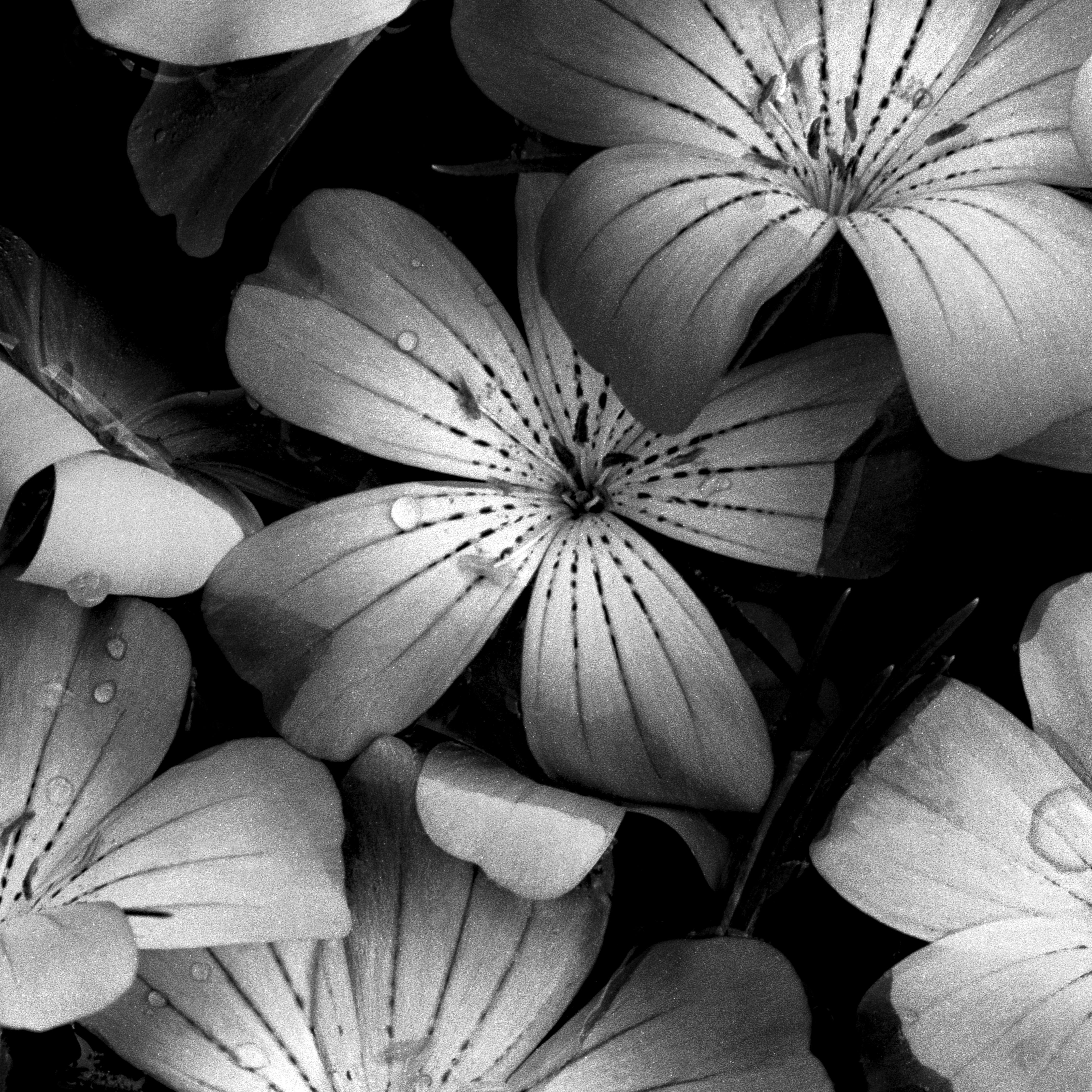 Bloom Cluster - fotografia floreale in bianco e nero, edizione limitata a 20 esemplari - Photograph di Ugne Pouwell