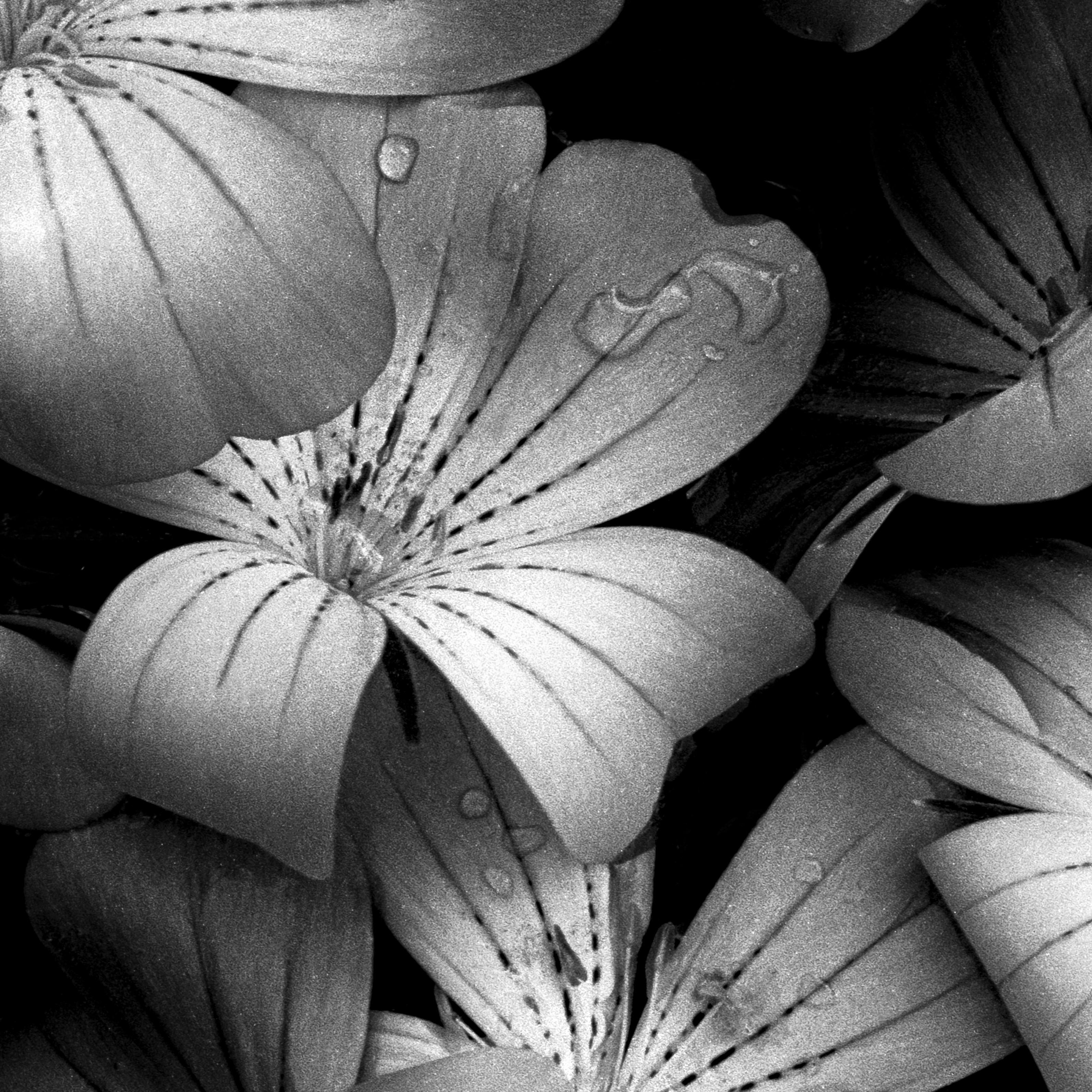 Bloom Cluster - fotografia floreale in bianco e nero, edizione limitata a 20 esemplari - Photograph Naturalismo di Ugne Pouwell