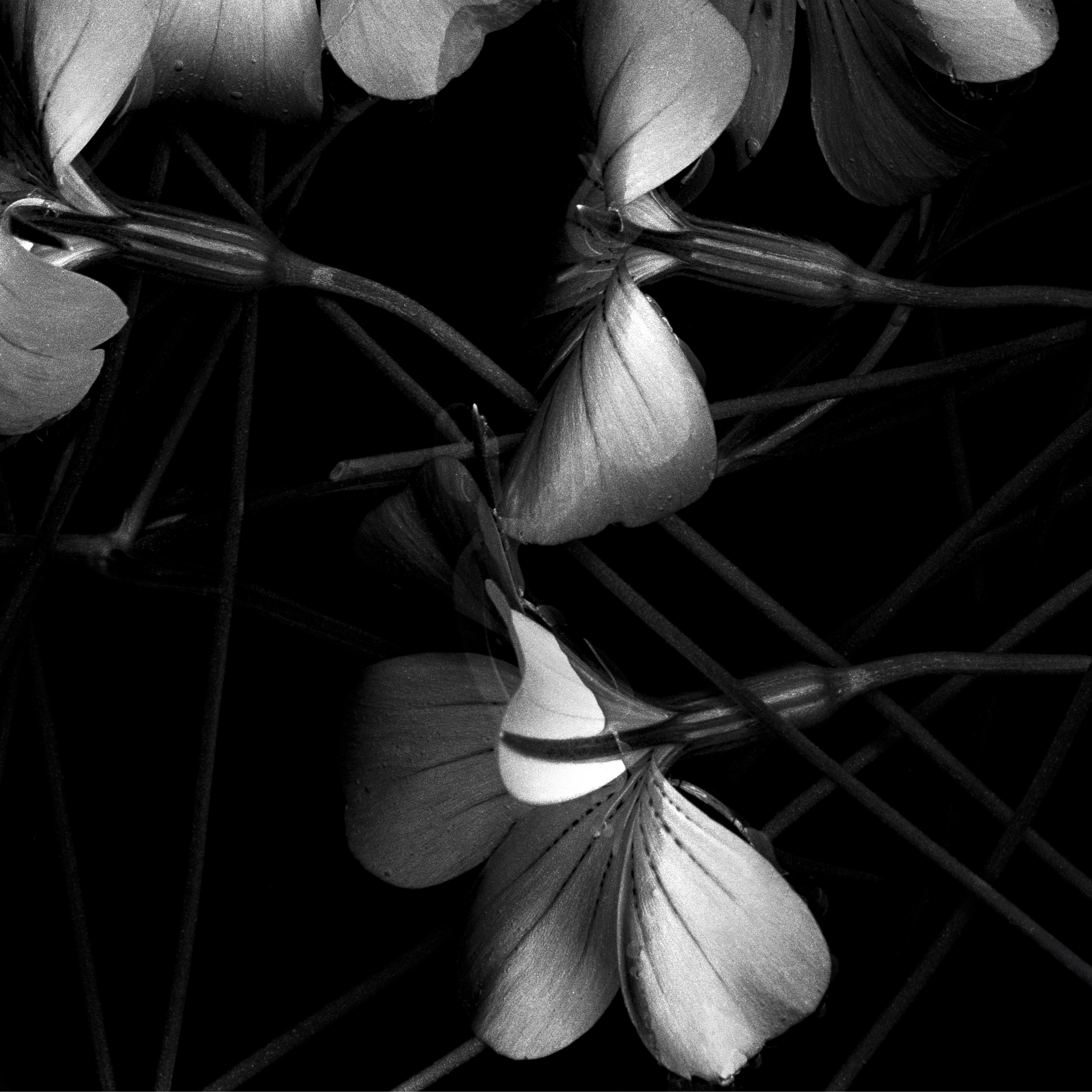 Bloom Cluster - fotografia floreale in bianco e nero, edizione limitata a 20 esemplari - Black and White Photograph Nero di Ugne Pouwell