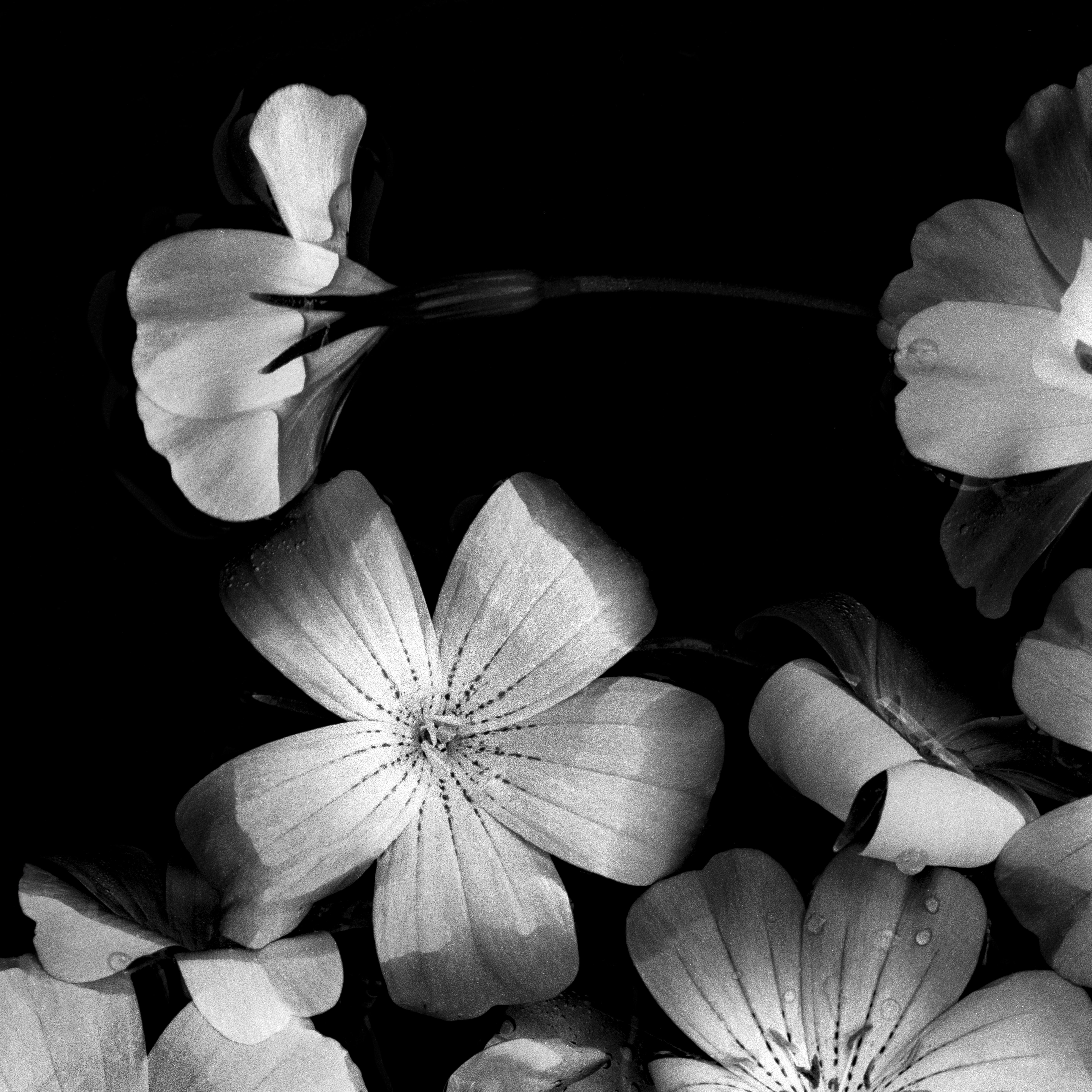 'Bloom Cluster'

Londra, Regno Unito 2024.

Si tratta di una fotografia di natura morta in bianco e nero, realizzata con una macchina fotografica Linhof 4x5 di grande formato.

La fotografia è firmata davanti e dietro e viene fornita con un