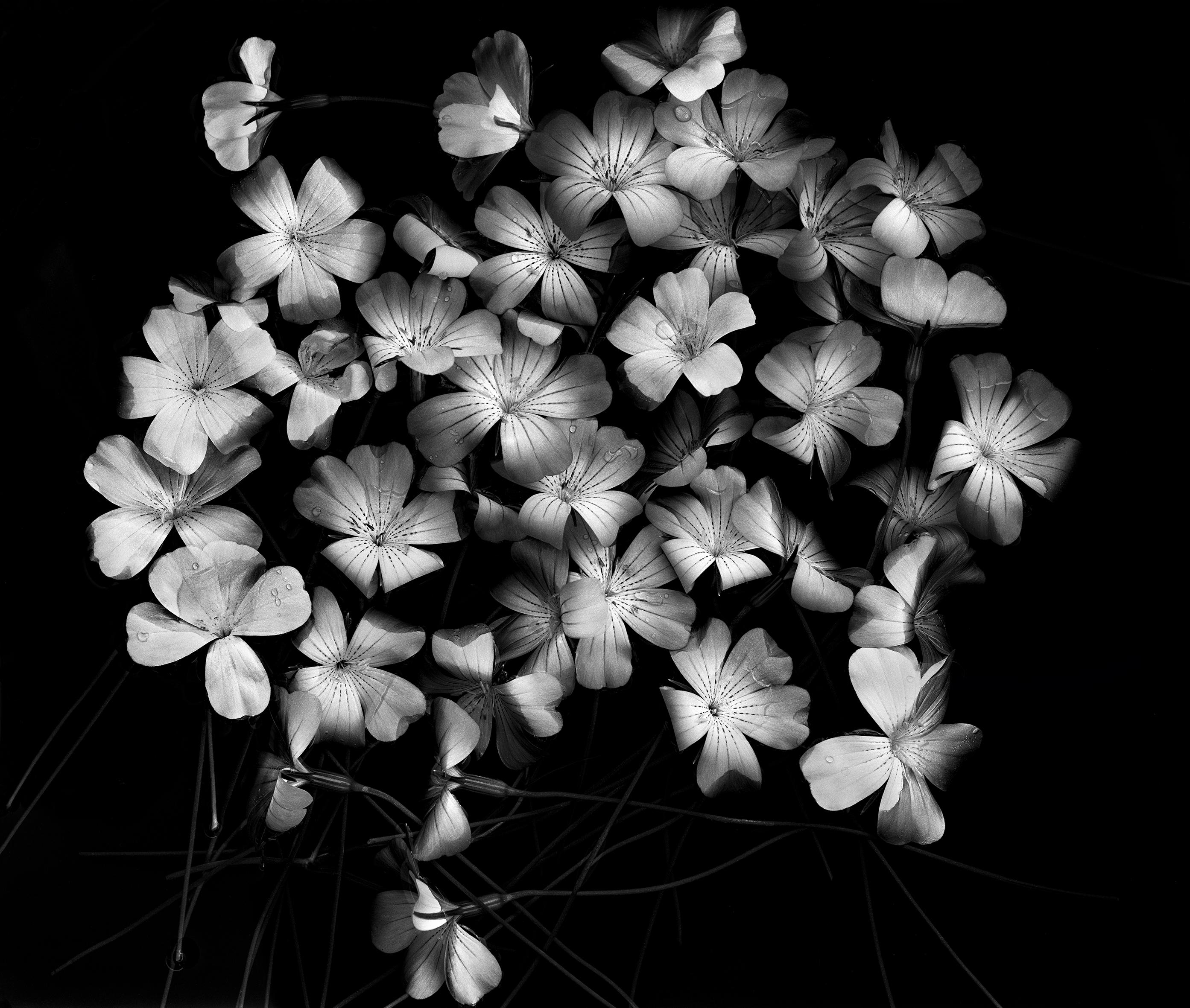 Bloom Cluster - fotografia floreale in bianco e nero, edizione limitata a 20 esemplari