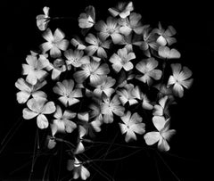 Bloom Cluster - fotografia floreale in bianco e nero, edizione limitata a 20 esemplari