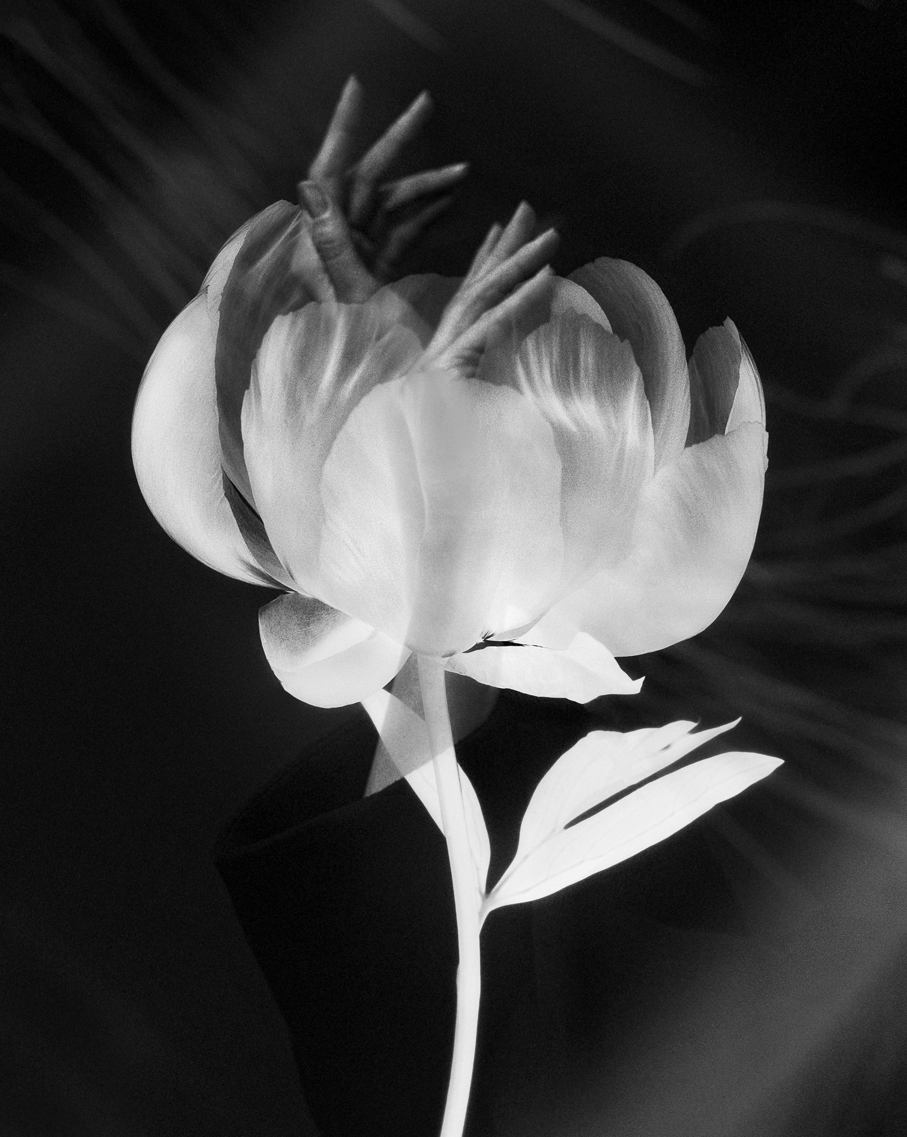 Ugne Pouwell Black and White Photograph - 'Blooming hands' double exposure fine art photography, edition of 20
