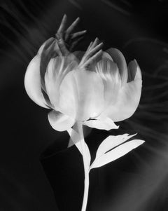 „Blooming hands“ Doppelbelichtungsfotografie der bildenden Kunstfotografie, Auflage von 20 Stück
