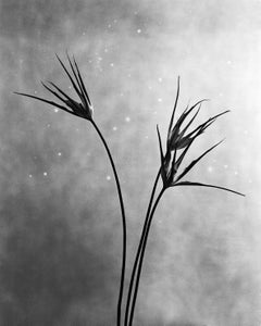 Cornuta - botanische Schwarz-Weiß-Fotografie, Auflage 20