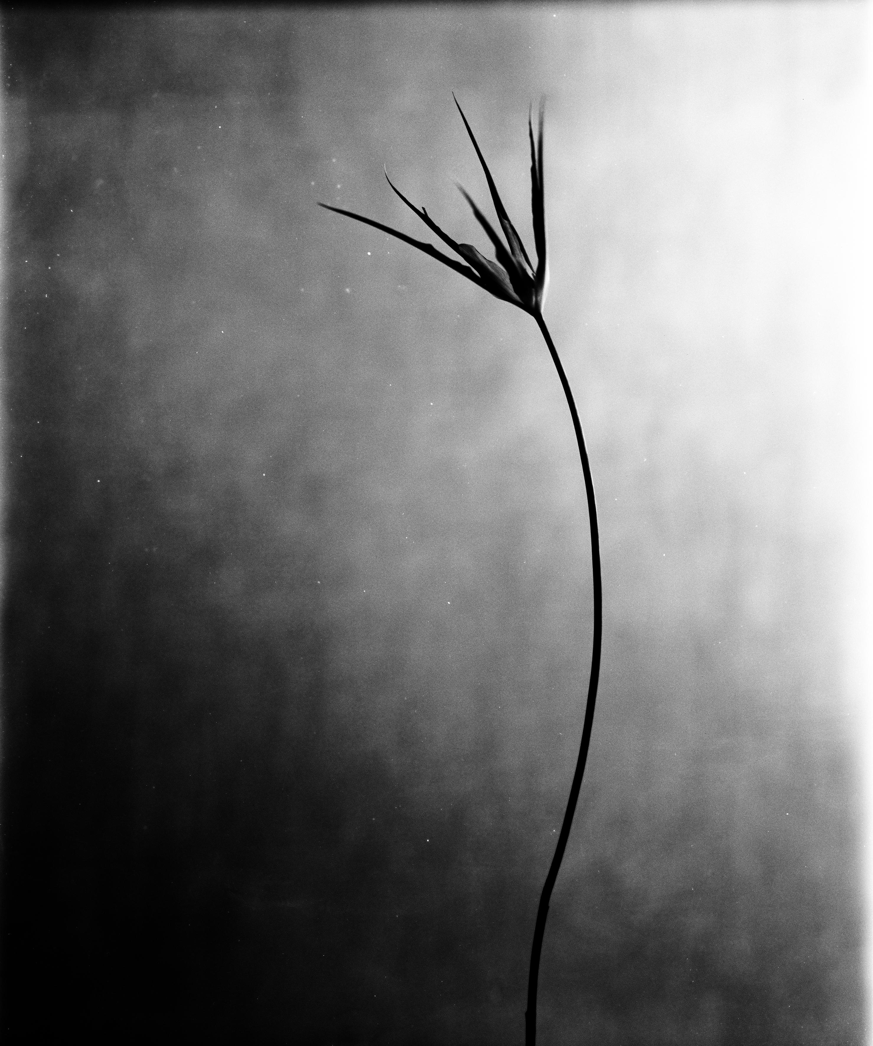 Cornuta No.2 - black and white fine art botanical photography, edition 20