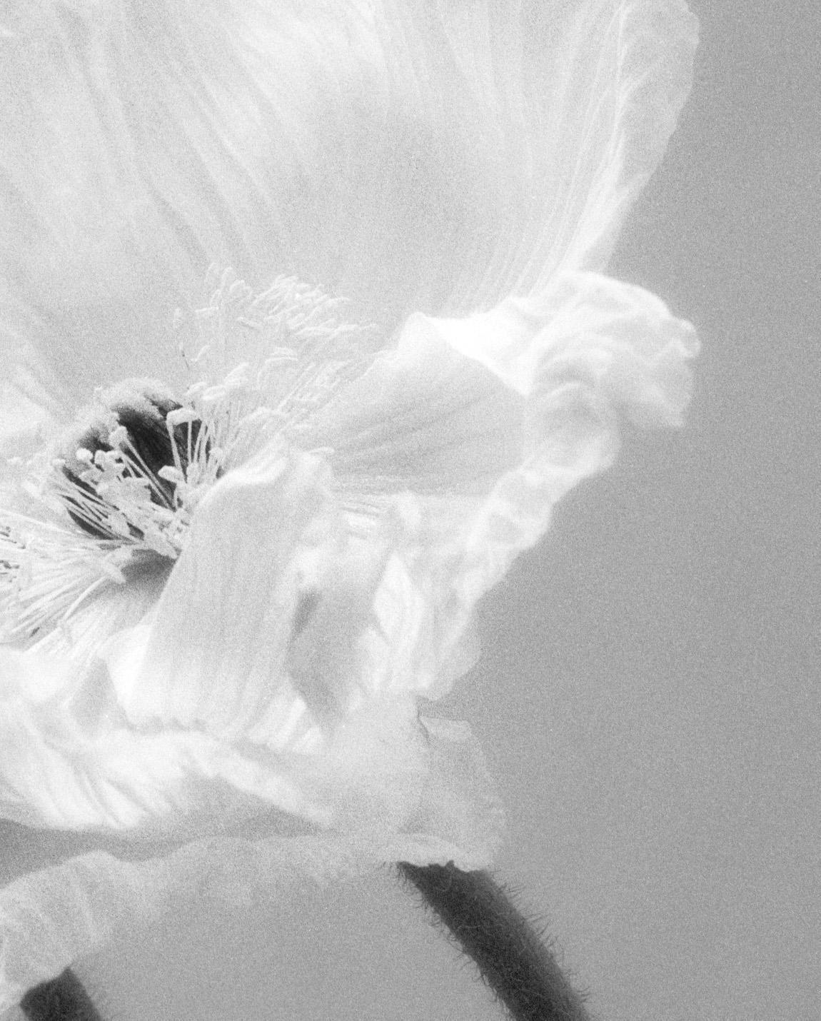 Coupled Poppies – analoge schwarz-weiße Blumenfotografie in Schwarz-Weiß, Ltd. 15 – Photograph von Ugne Pouwell