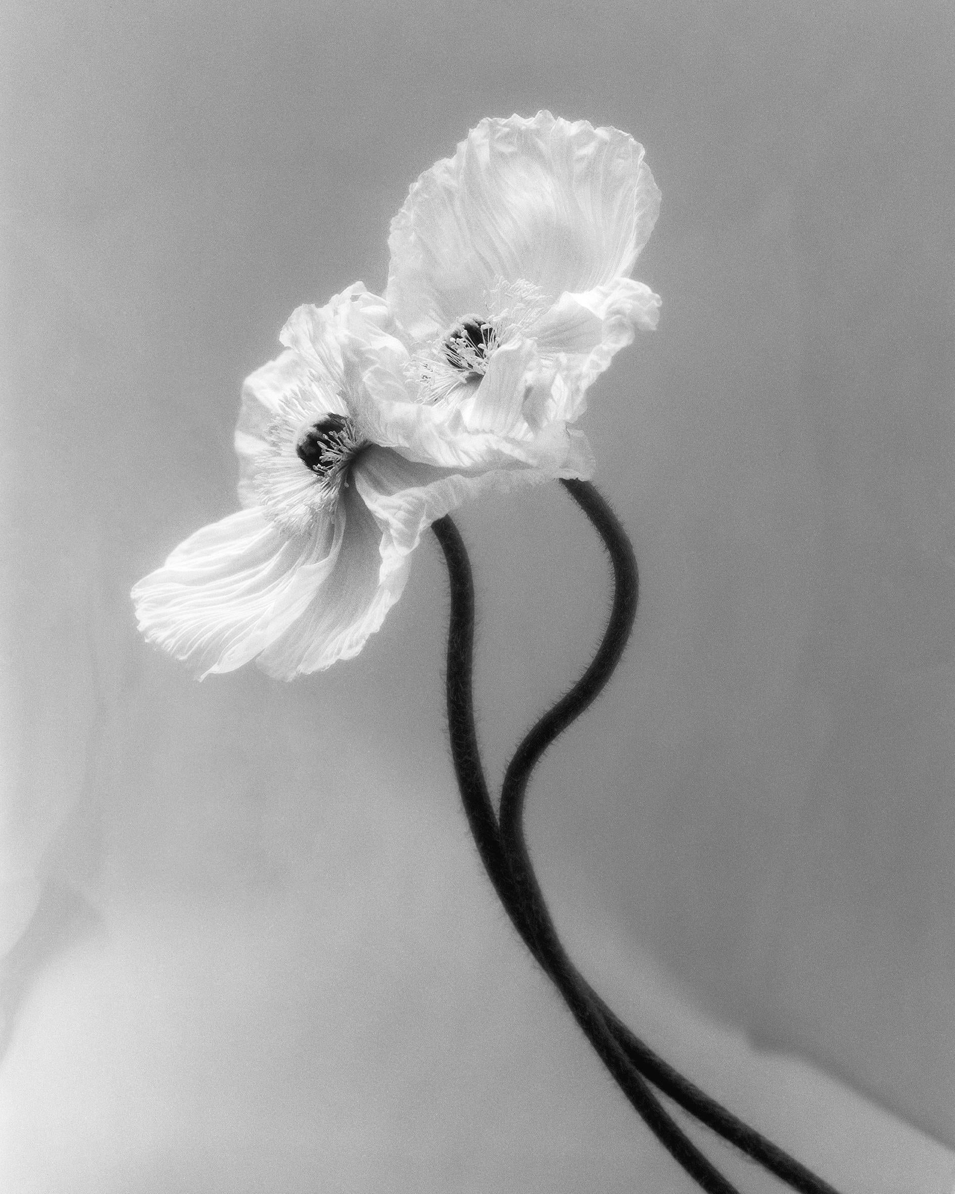 Ugne Pouwell Still-Life Photograph – Kapuzenpflanzgefäße – analoge schwarz-weiße Blumenfotografie