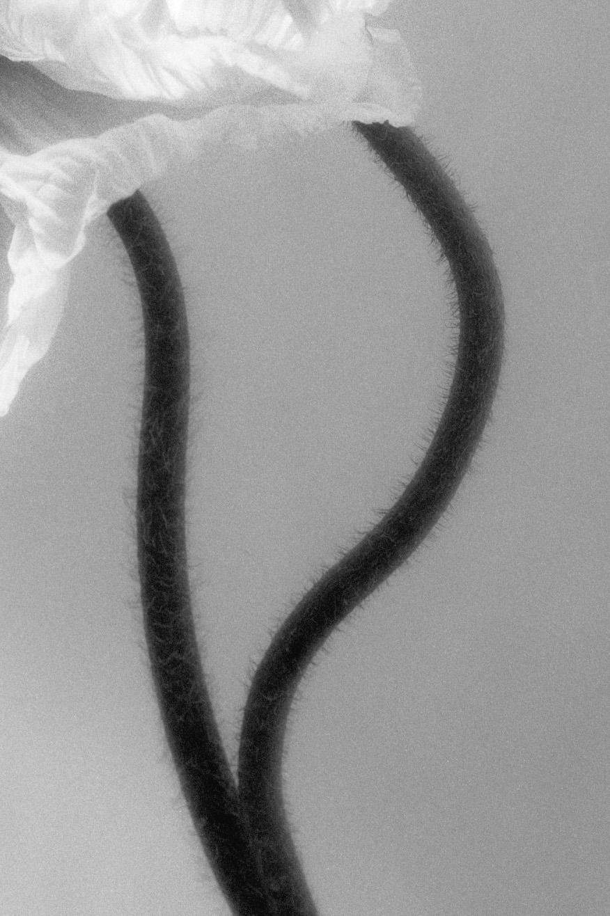 Papaveri accoppiati - fotografia floreale in bianco e nero, edizione limitata a 3 di 20 esemplari - Photograph Naturalismo di Ugne Pouwell
