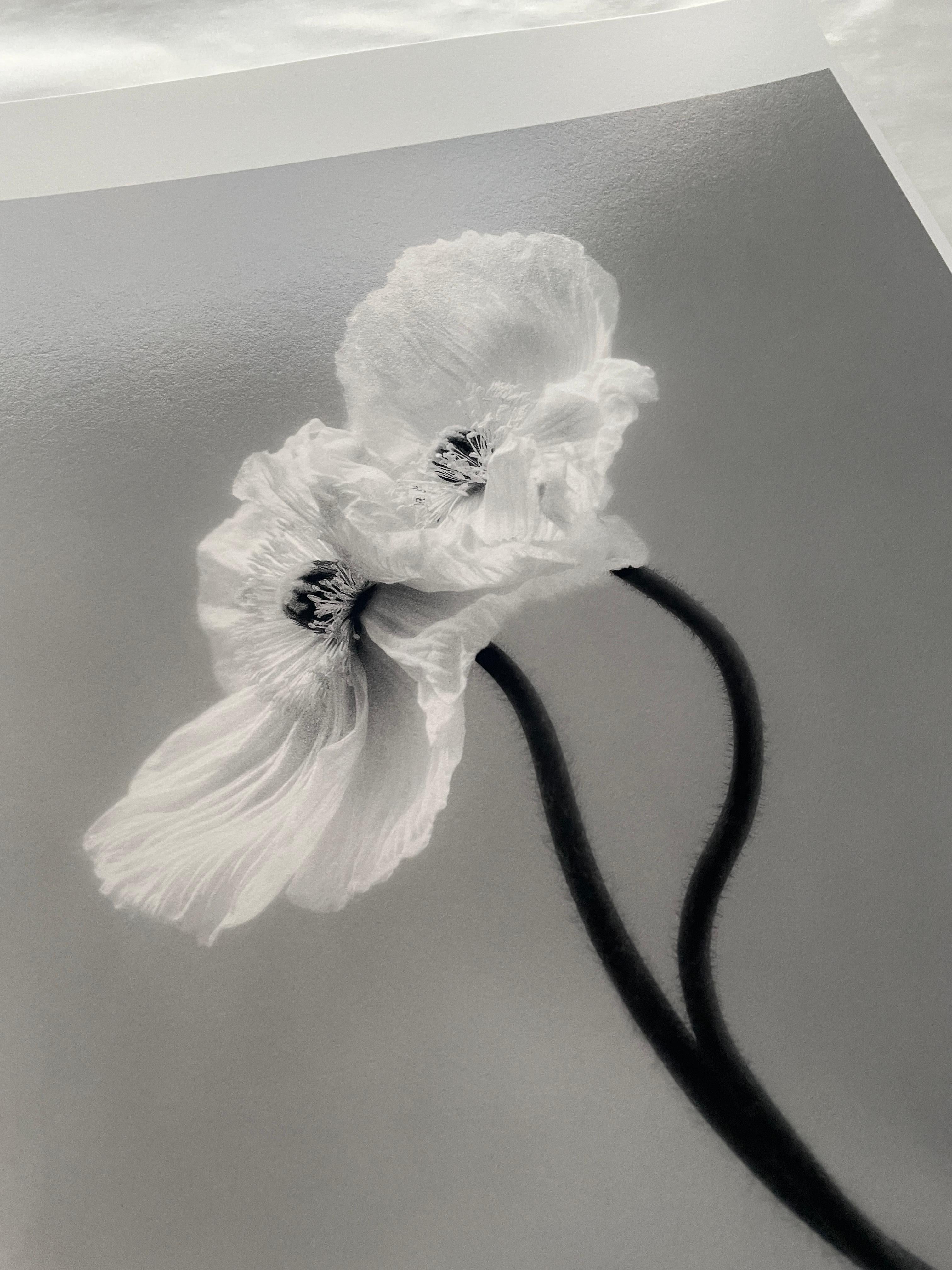 Papaveri accoppiati - fotografia floreale in bianco e nero, edizione limitata a 3 di 20 esemplari in vendita 2