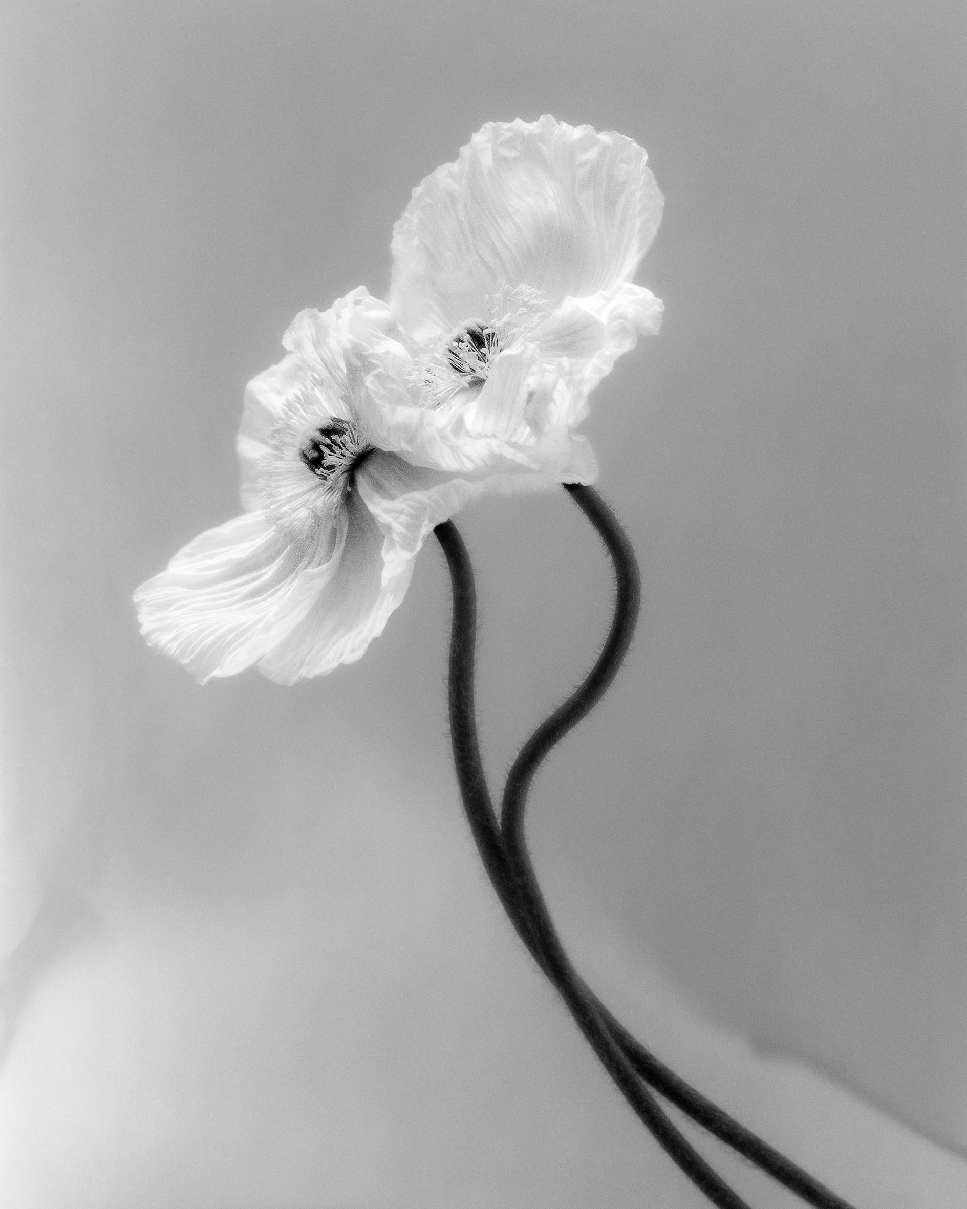 Still-Life Photograph di Ugne Pouwell - Papaveri accoppiati - fotografia floreale in bianco e nero, edizione limitata a 3 di 20 esemplari
