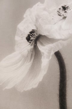 Coupled Poppies - organic cotton canvas scroll on bamboo, limited edition 3 of 5
