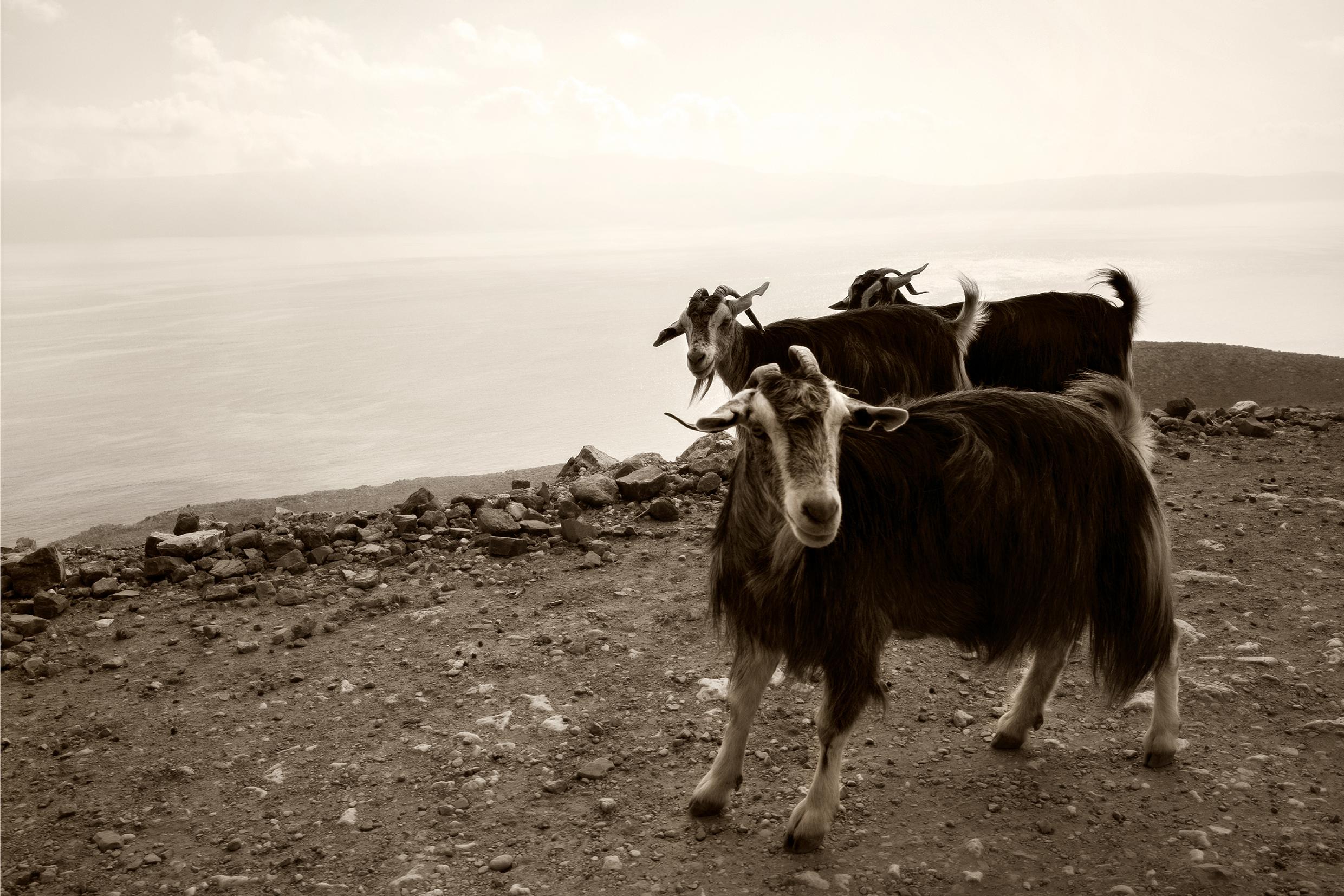 Ugne Pouwell Black and White Photograph - Cretan goats