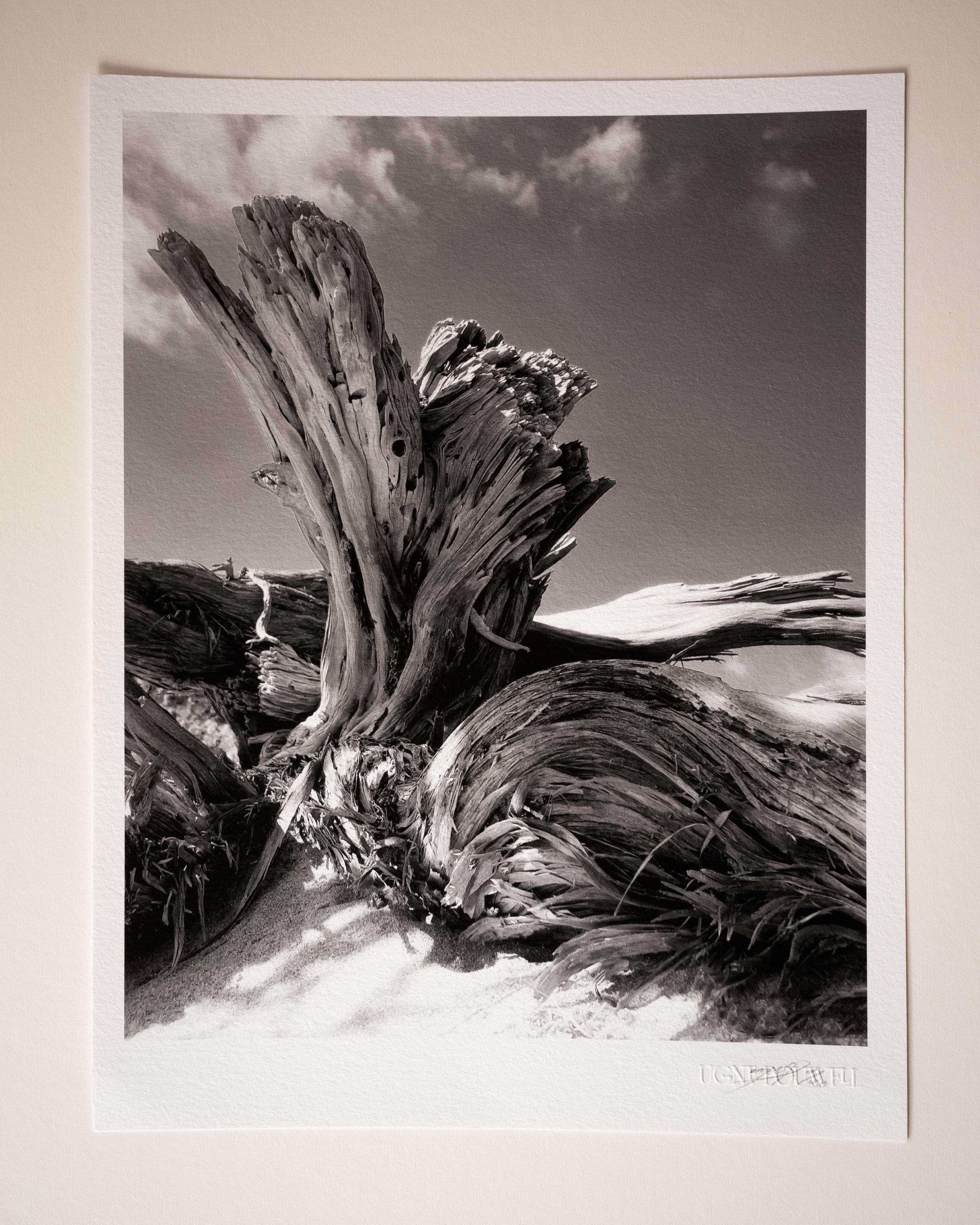 Kretische Tamarinde  Schwarz-Weiß-Fotografie, limitierte Auflage 2 von 20 Stück – Photograph von Ugne Pouwell