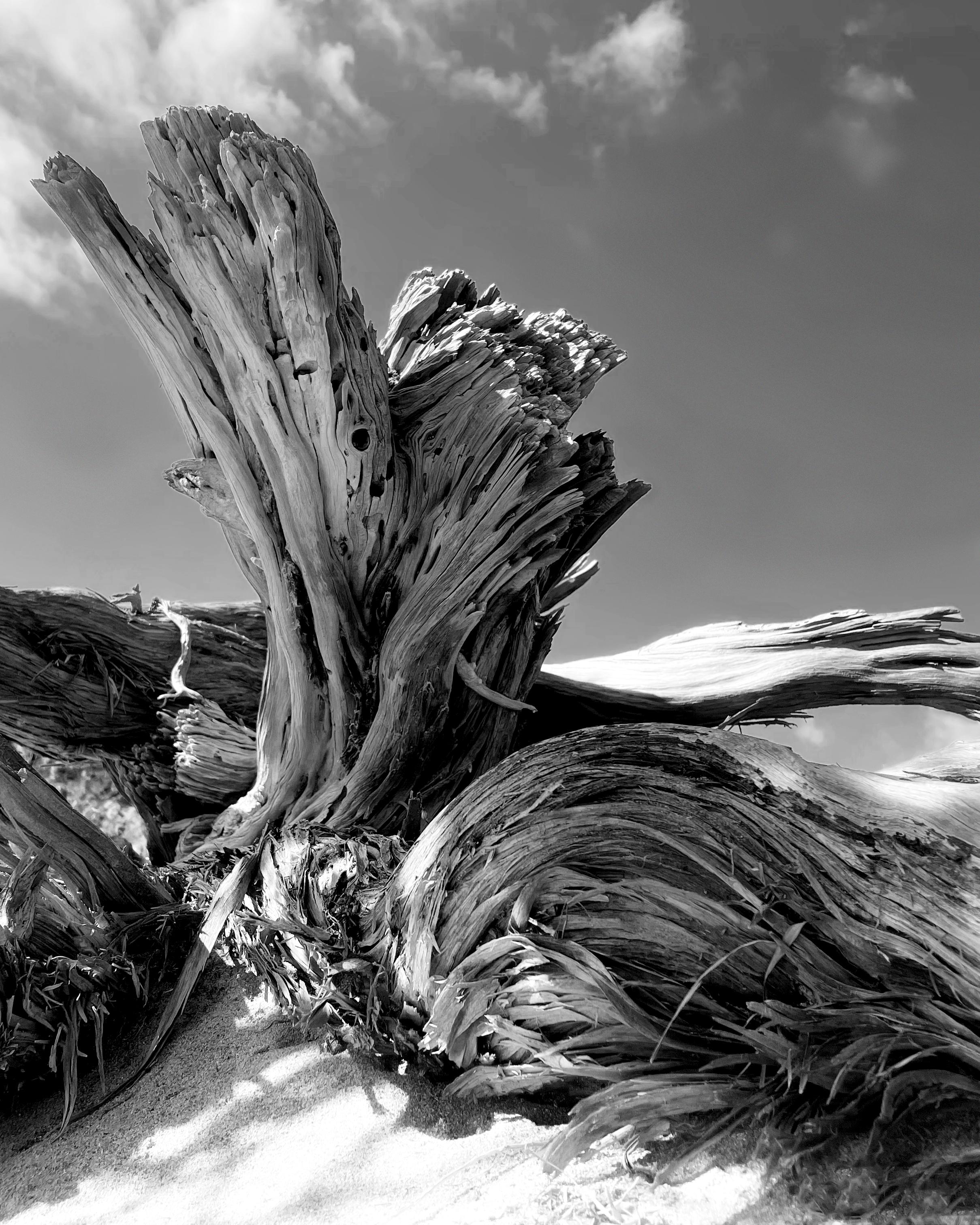 Landscape Photograph Ugne Pouwell - Tamarix crétois  - photographie de paysage en noir et blanc d'un arbre mort