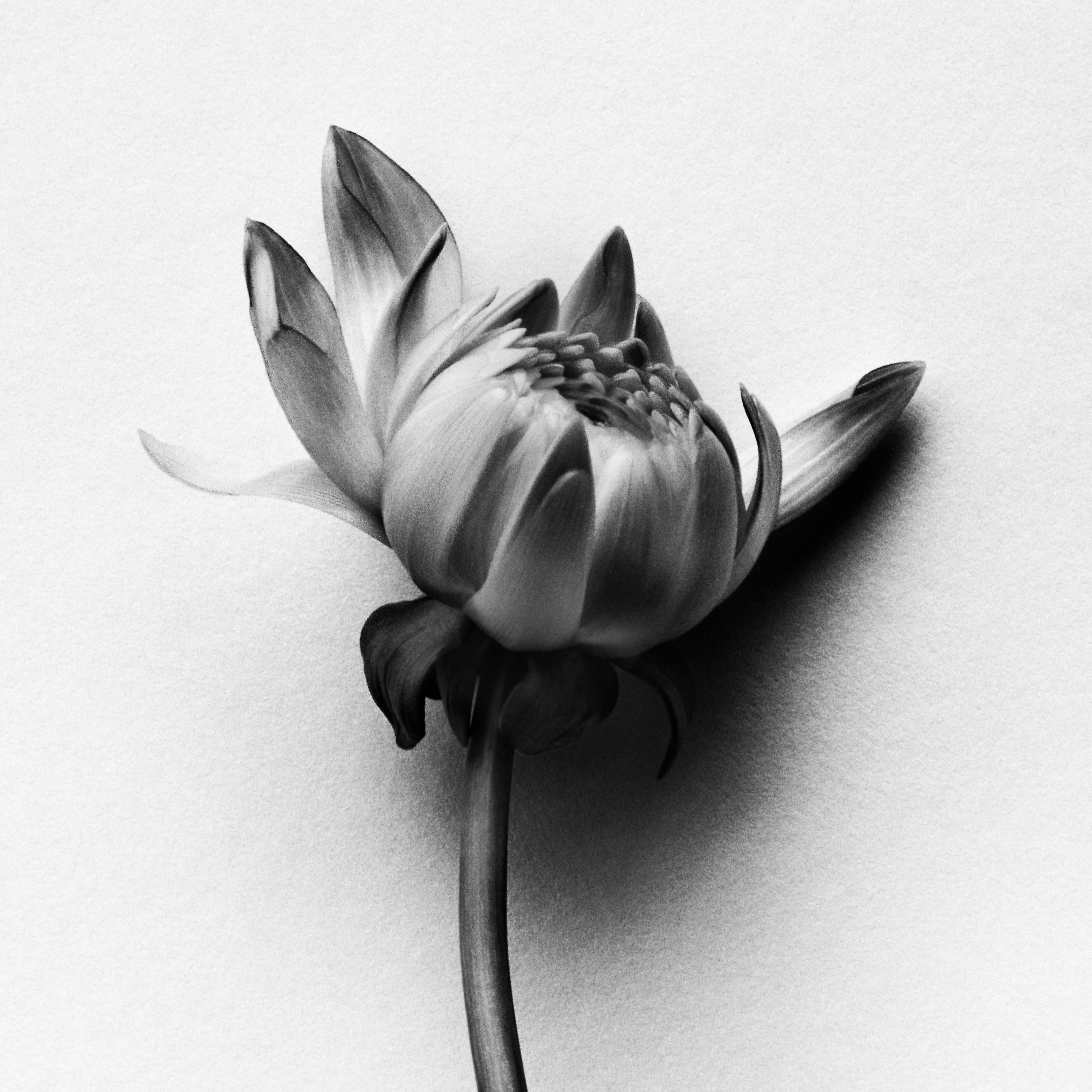 Dahlia-Knospen – analoge Schwarz-Weiß-Blumenfotografie in limitierter Auflage 20 – Photograph von Ugne Pouwell