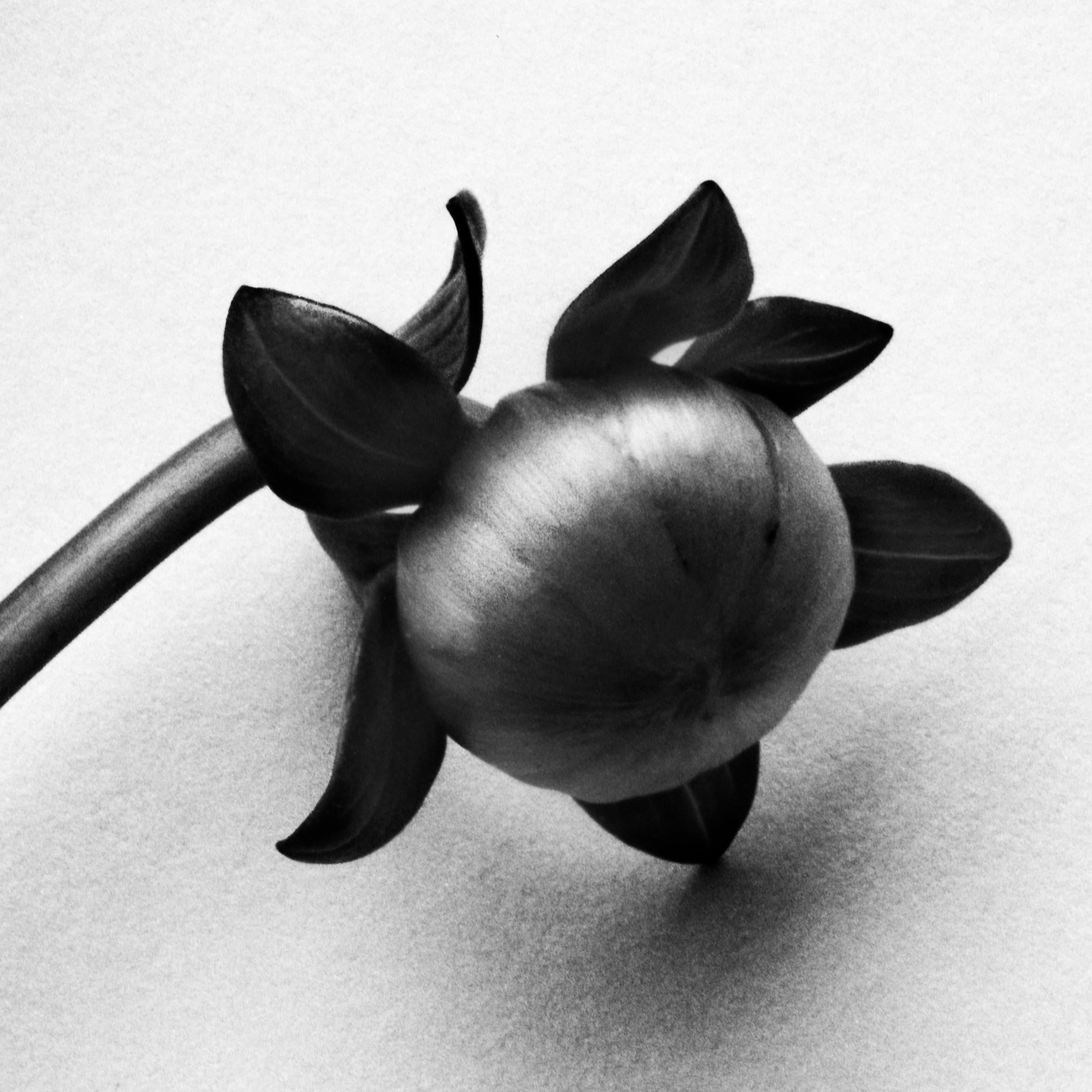 Dahlia-Knospen – analoge Schwarz-Weiß-Blumenfotografie in limitierter Auflage 20 (Minimalistisch), Photograph, von Ugne Pouwell