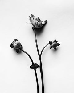 Dahlia buds - analogue black and white floral photography, limited edition 20