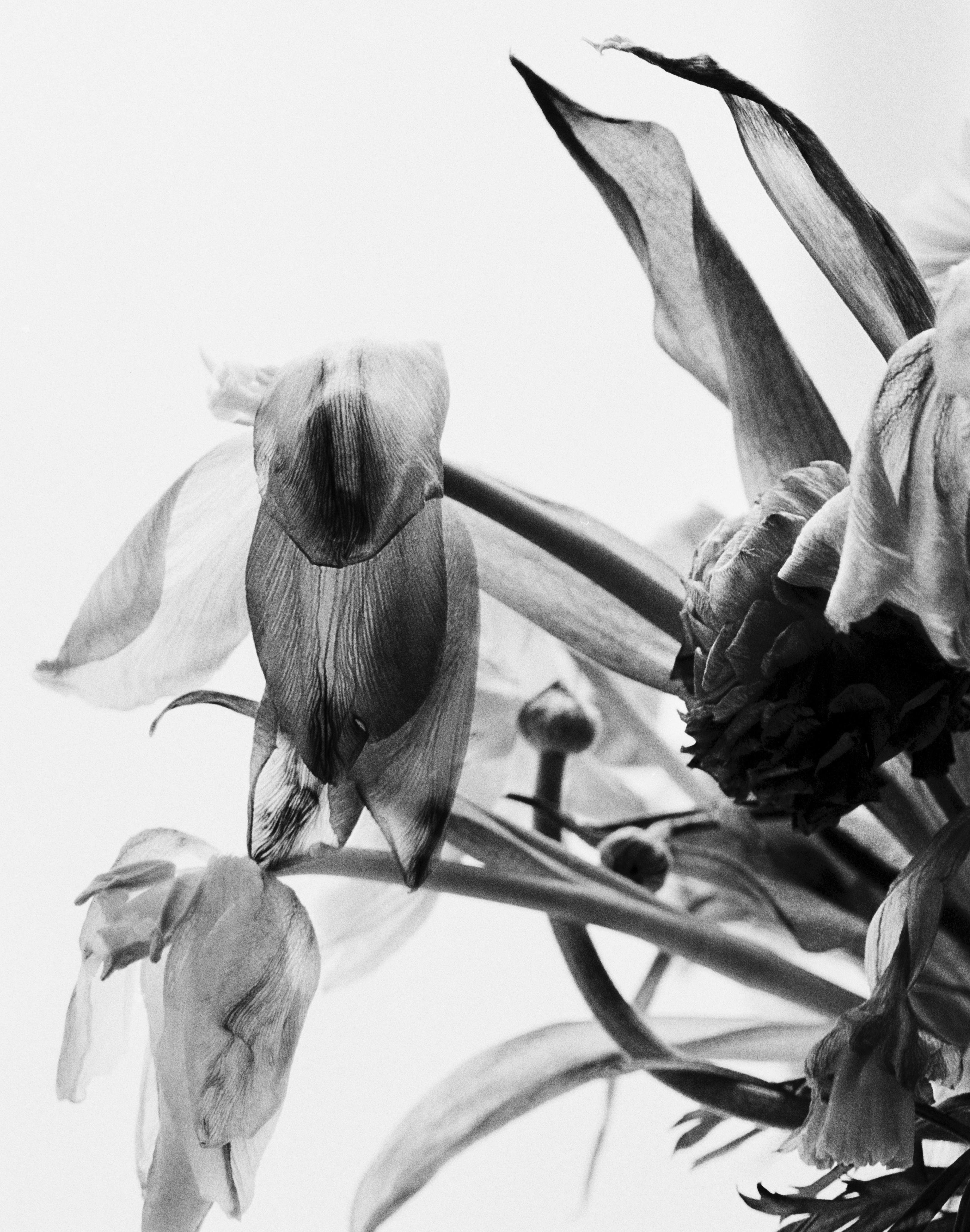 Dead flowers, black and white analogue floral photography, Limited edition of 20 - Photograph by Ugne Pouwell