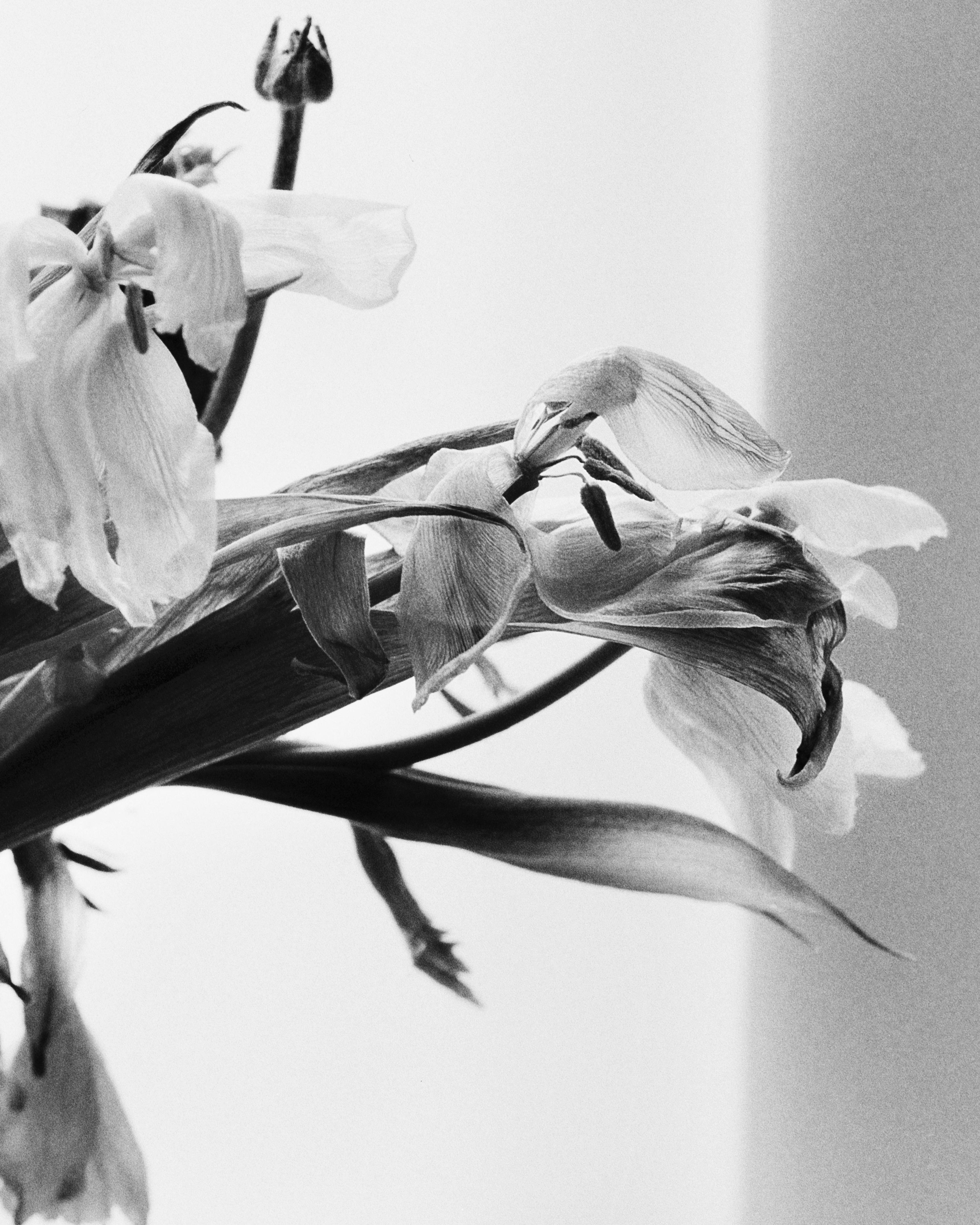 Dead Blumen, Schwarz-Weiß- analoge Blumenfotografie, limitierte Auflage von 20 Stück (Zeitgenössisch), Photograph, von Ugne Pouwell