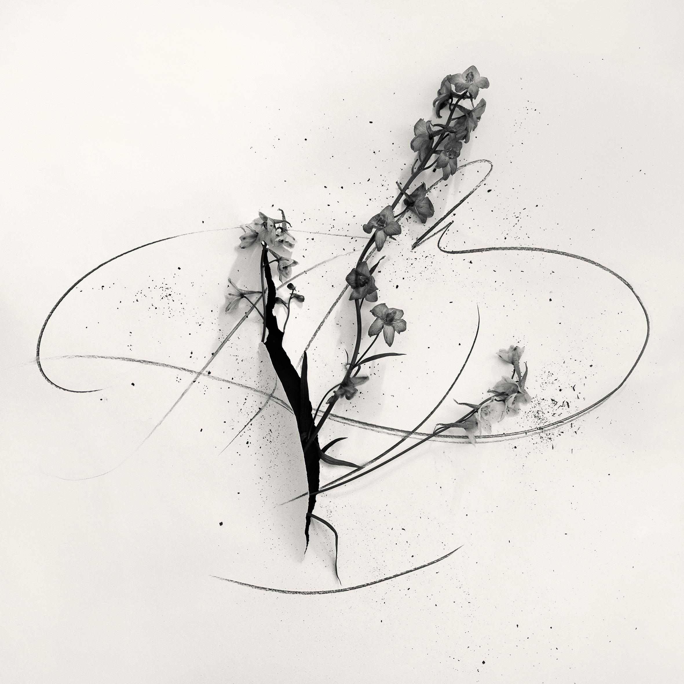 Ugne Pouwell Black and White Photograph - Delphinium in cut - abstract analogue floral photography, limited edition 2 of 5