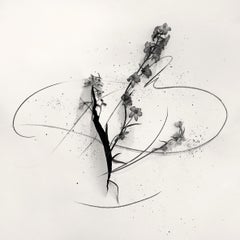 Delphinium en coupe - photographie florale analogique abstraite, édition limitée 2 sur 5