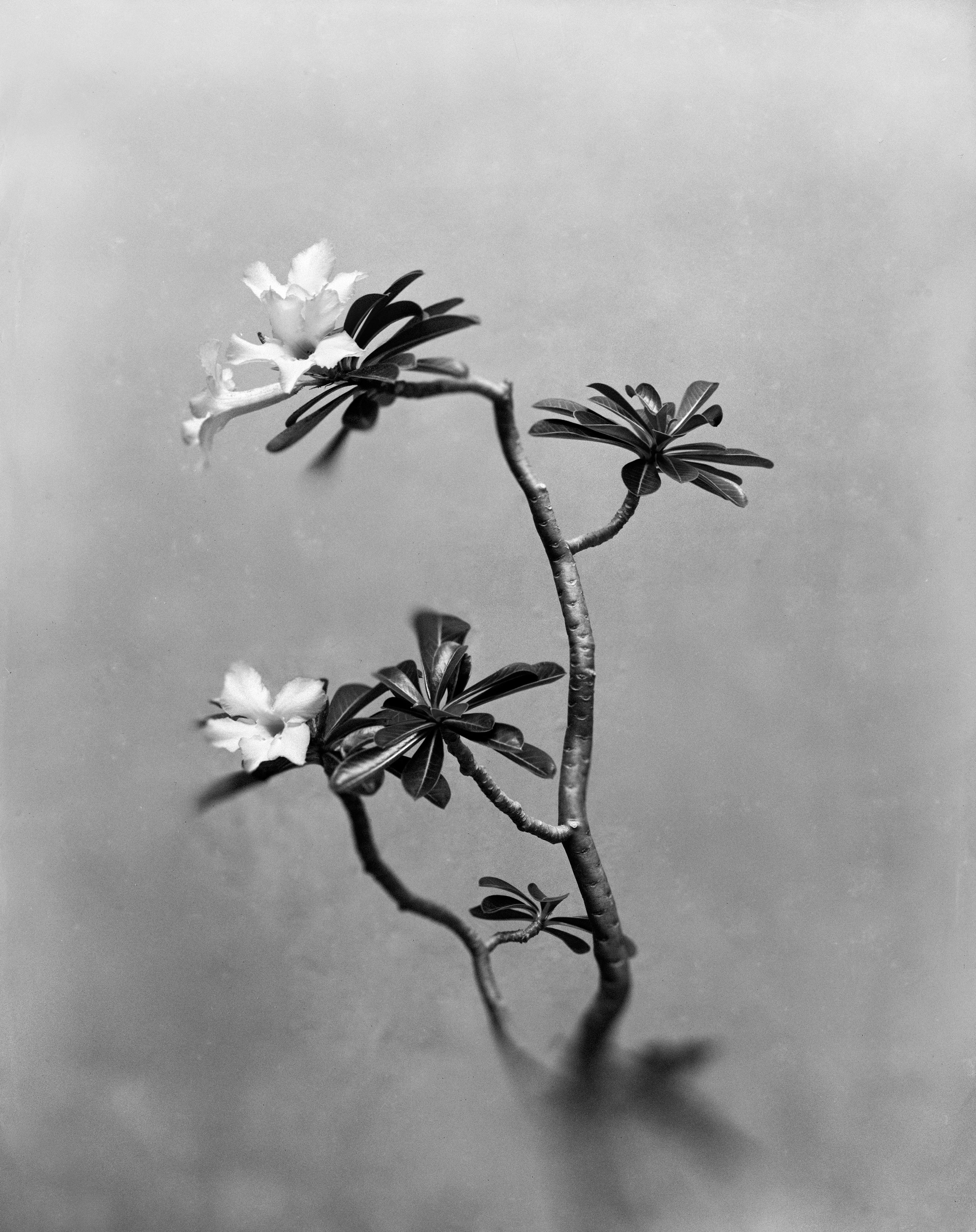 Still-Life Photograph di Ugne Pouwell - Desert Rose - fotografia floreale in bianco e nero, edizione limitata a 5 esemplari