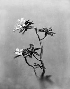 Desert Rose - black and white floral photography, limited edition of 5