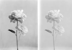 Double Peony - still life film photography collage, limited edition of 5